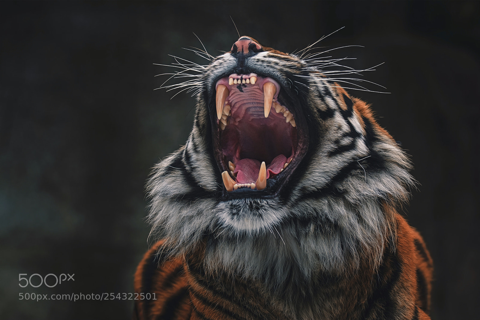 Nikon D7100 sample photo. Sumatran tiger photography