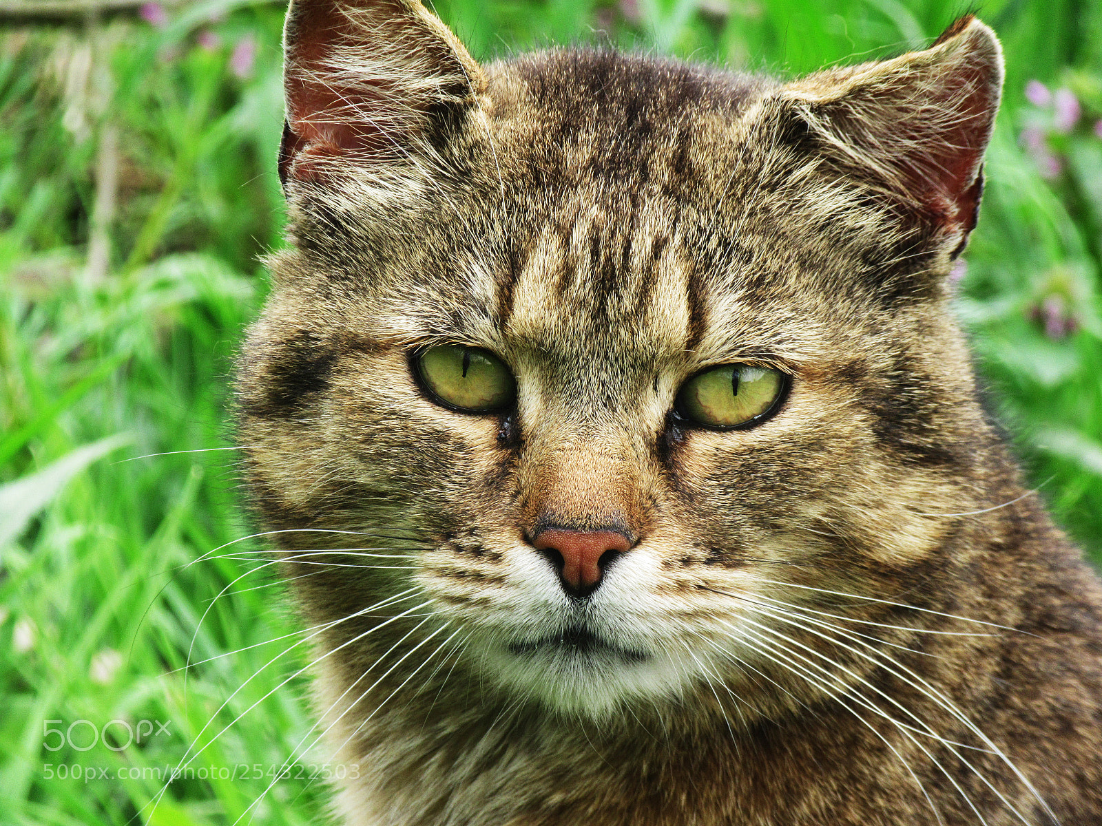 Canon PowerShot SX610 HS sample photo. Tiger is my lovely photography