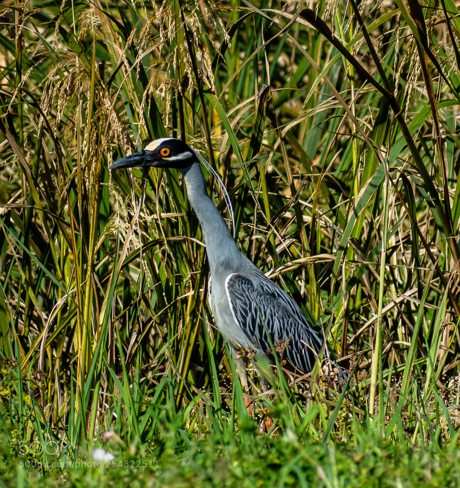 Nikon D7200 sample photo. Yellow-crowned night heron photography