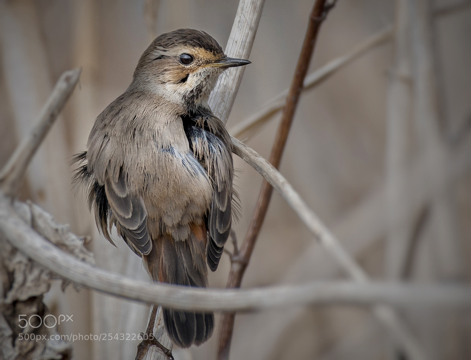 Nikon D500 sample photo. Bluethroat photography