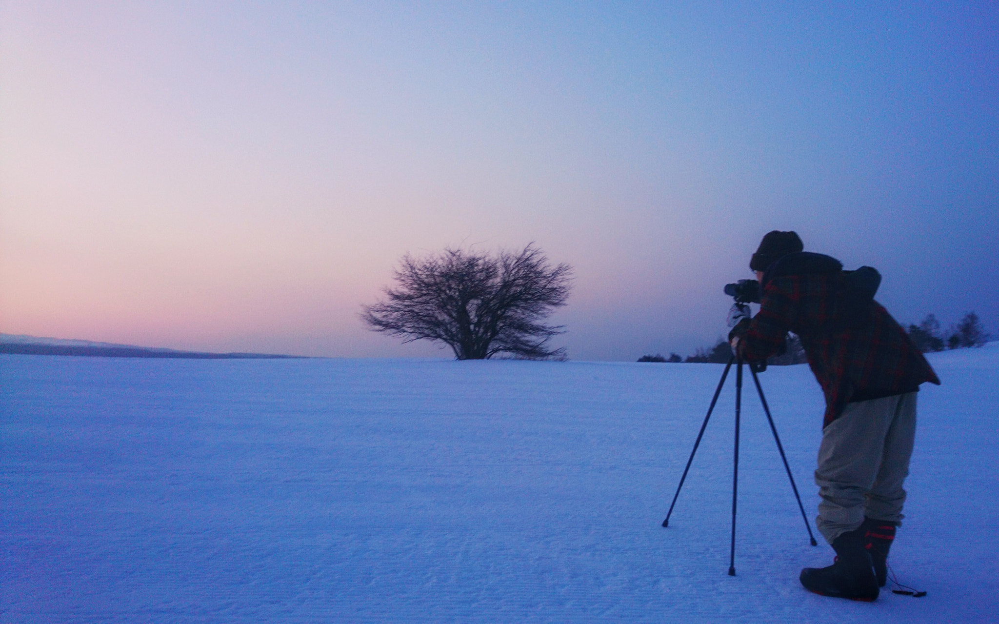 Sony Xperia X Compact sample photo. Sunrise & tree photography