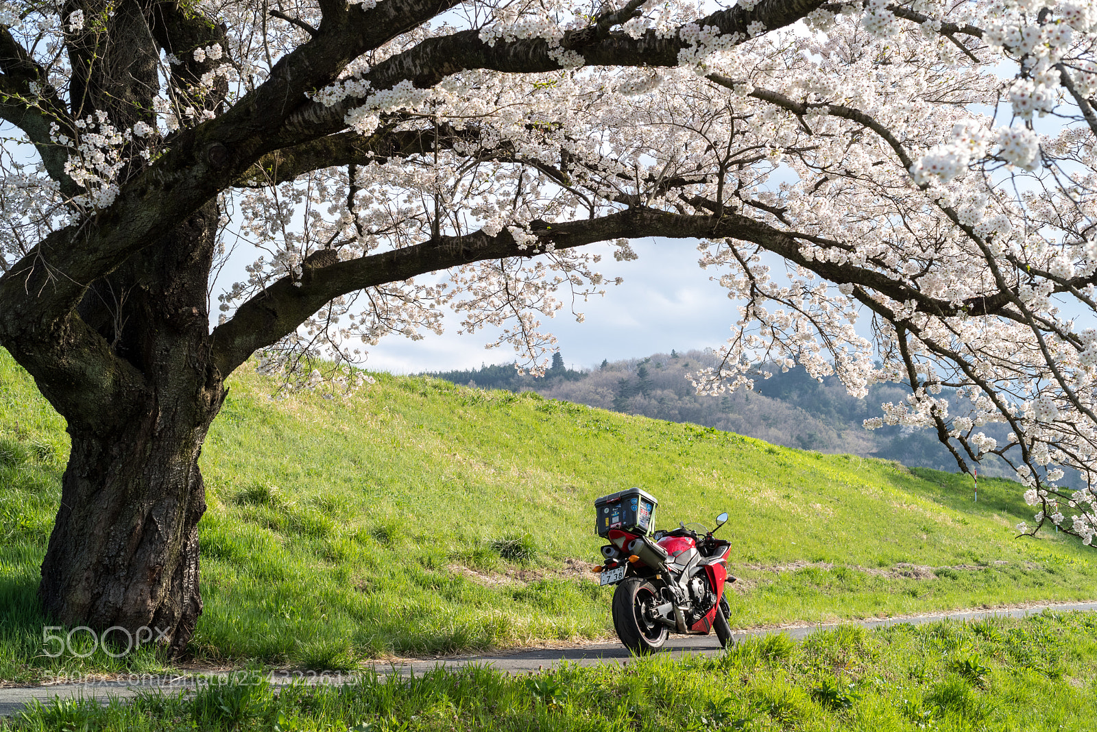 Pentax K-1 sample photo. Bike under the cherry photography