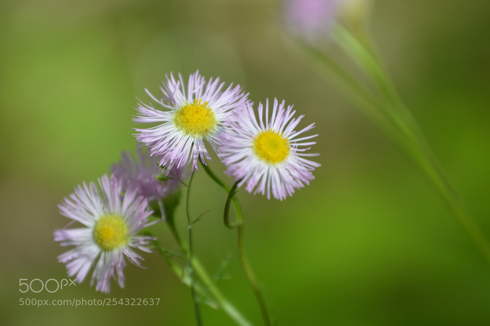 Nikon D3200 sample photo.  beauty in nature photography