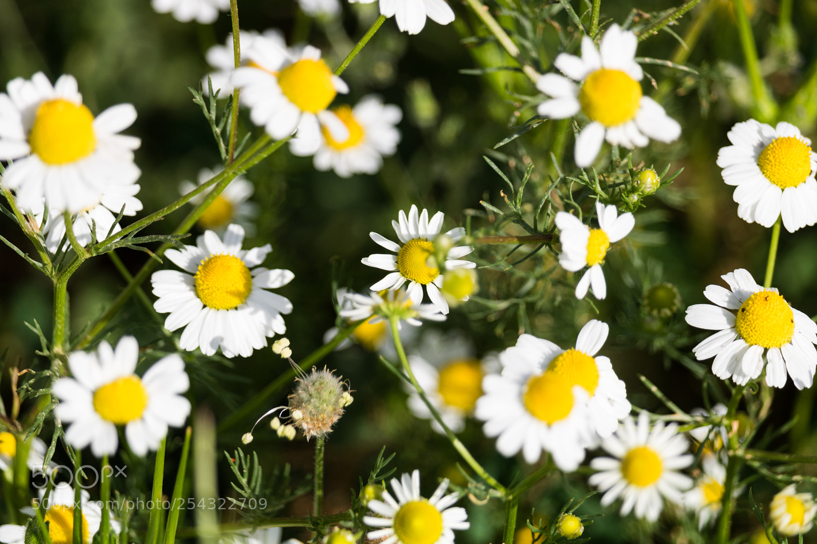Canon EOS 750D (EOS Rebel T6i / EOS Kiss X8i) sample photo. Chamomile photography