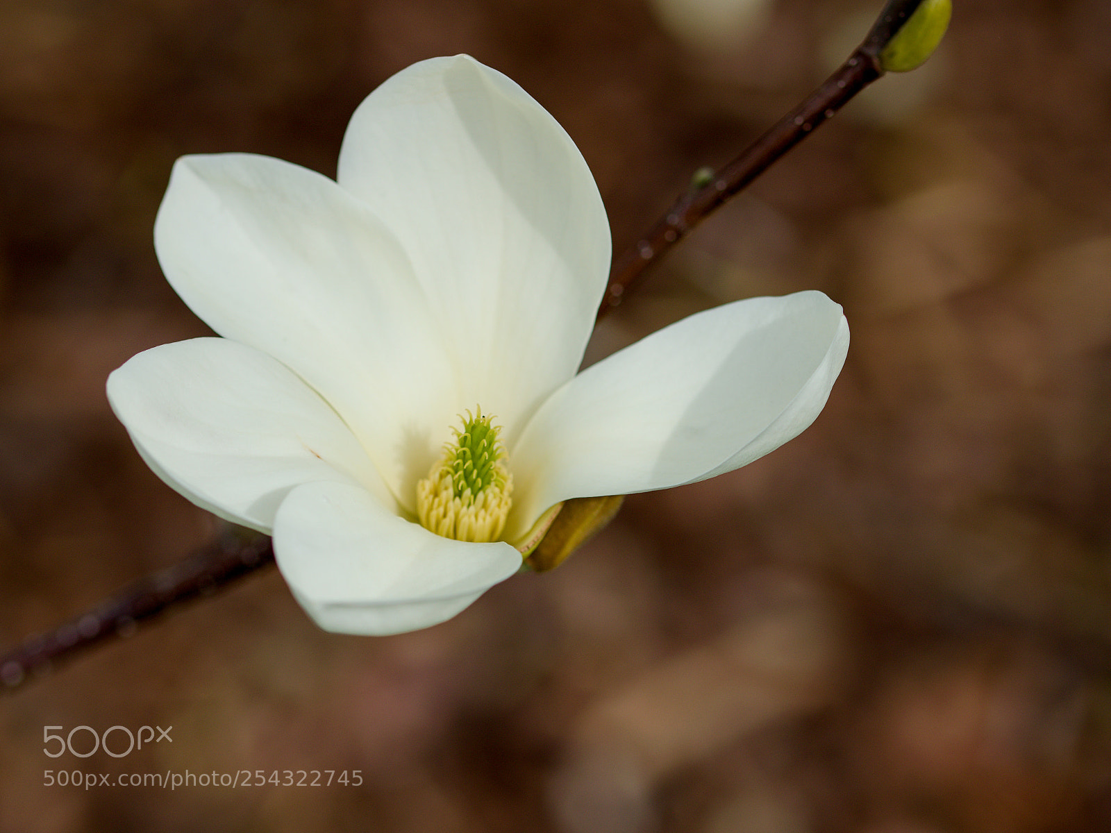 Nikon D3300 sample photo. Magnolia photography