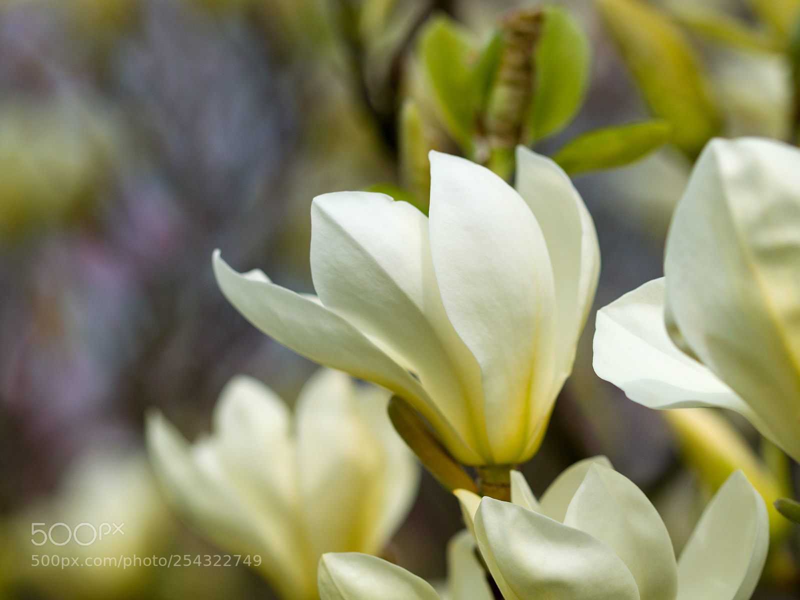 Nikon D3300 sample photo. Magnolia photography