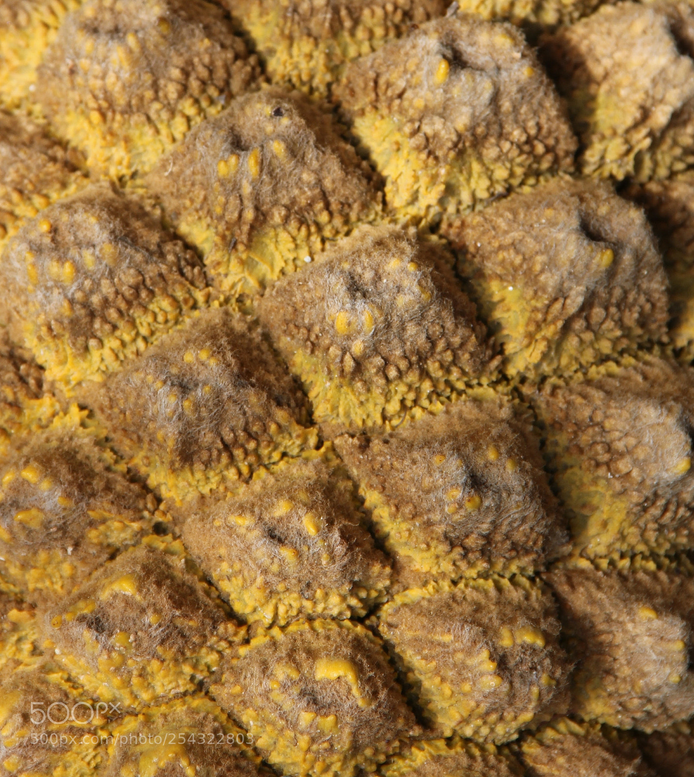Canon EOS 60D sample photo. Yellow dusting on the photography