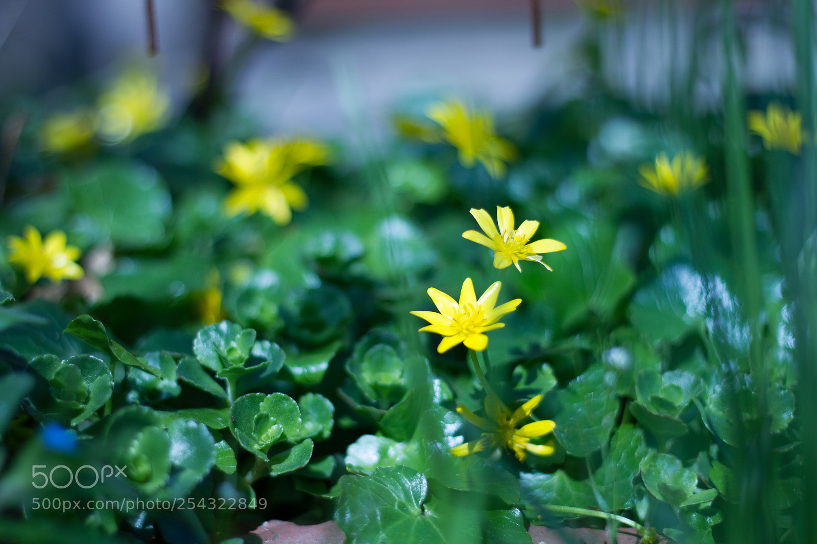 Canon EOS 550D (EOS Rebel T2i / EOS Kiss X4) sample photo. Spring flower photography