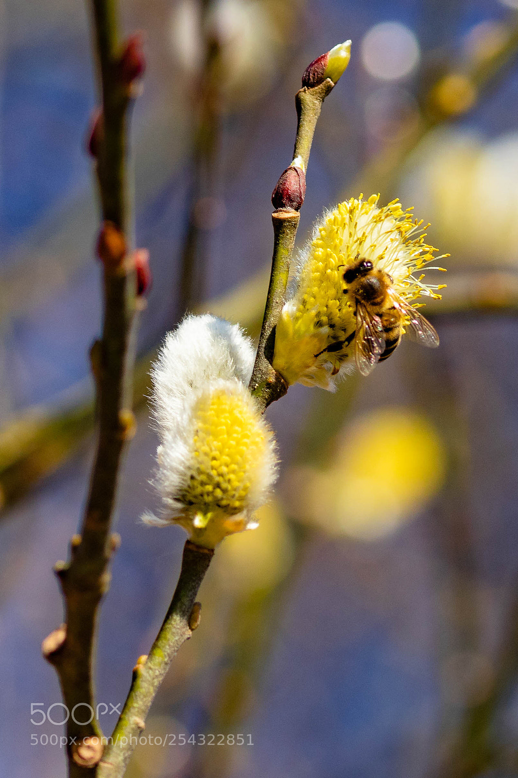 Canon EOS 200D (EOS Rebel SL2 / EOS Kiss X9) sample photo. Bee by work photography