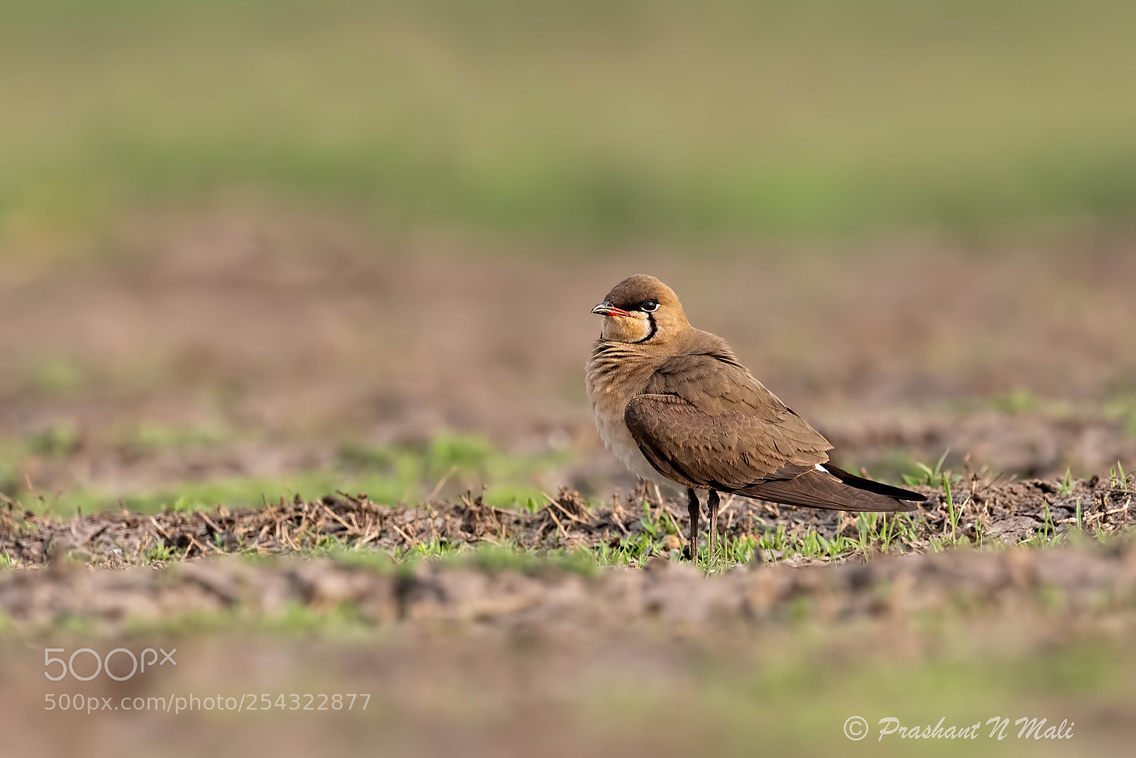 Canon EOS 5D Mark IV sample photo. Oriental pratincole (glareola maldivarum) photography