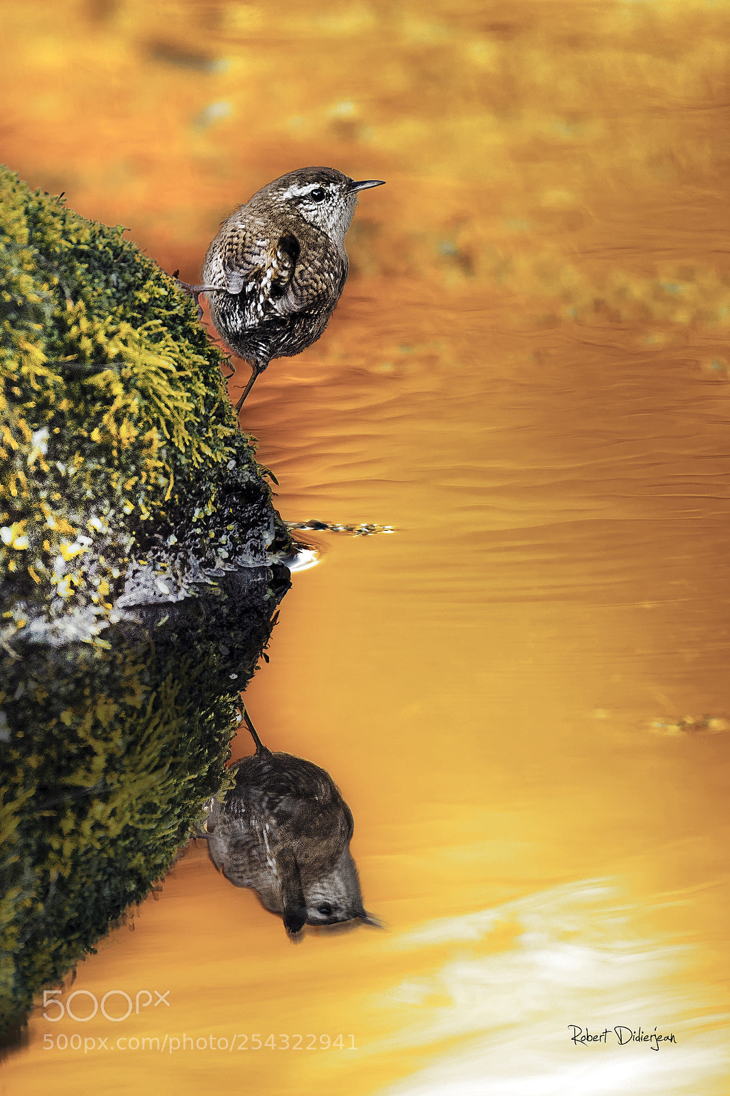 Nikon D810 sample photo. Wren in balance photography