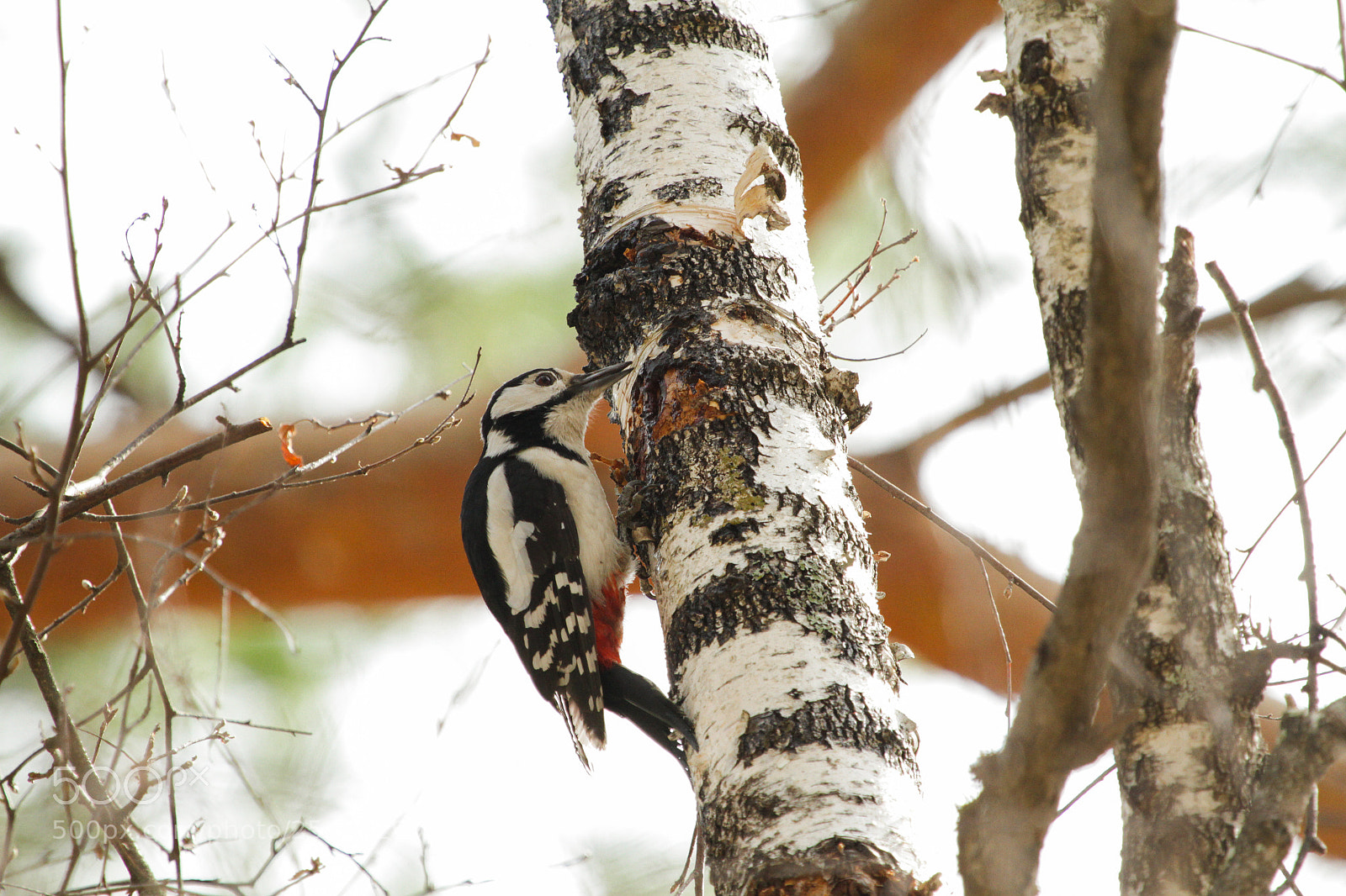 Canon EOS 7D sample photo. Woodpecker photography