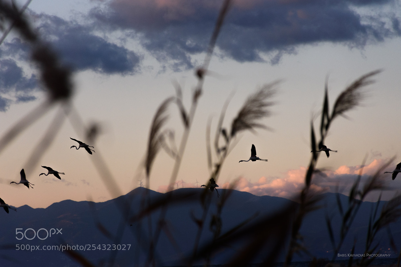 Nikon D7200 sample photo. Flamingos, alyki, egio photography