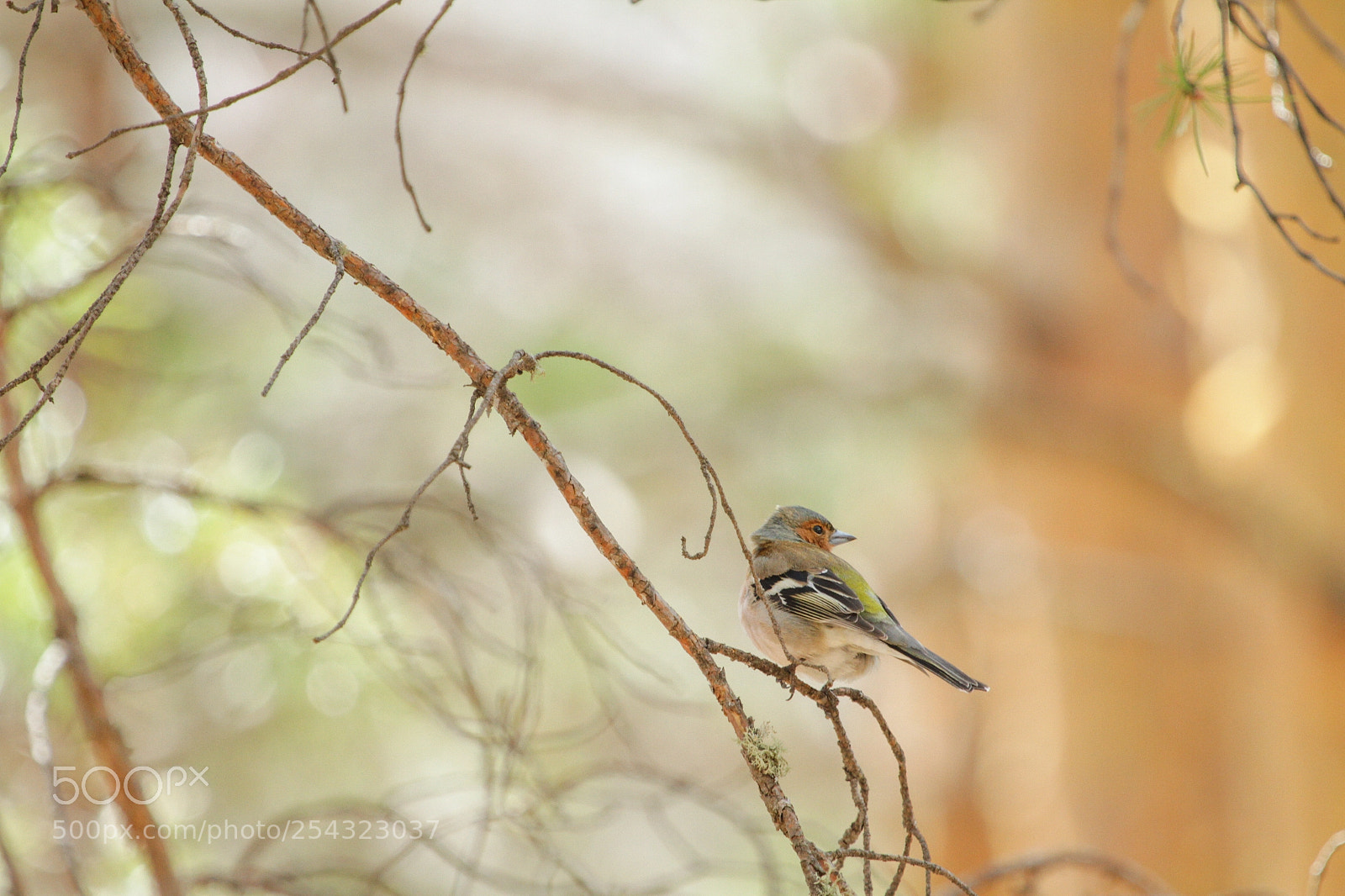 Canon EOS 7D sample photo. Finch photography