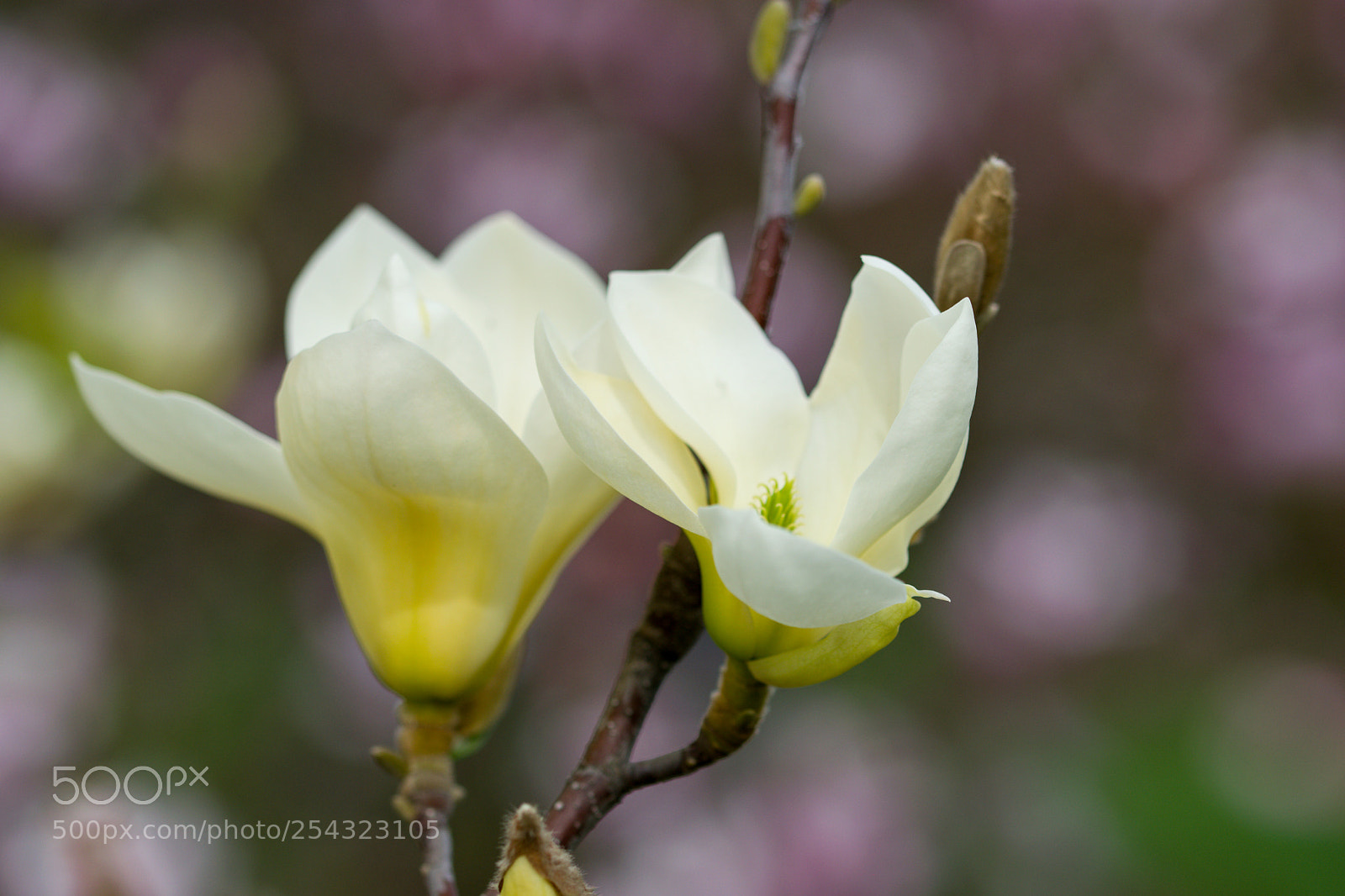 Nikon D3300 sample photo. Magnolia photography