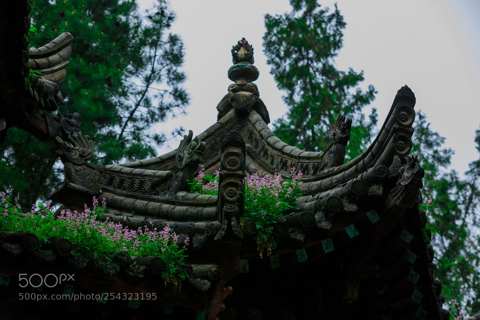 Canon EOS 5D Mark IV sample photo. Untitled photography