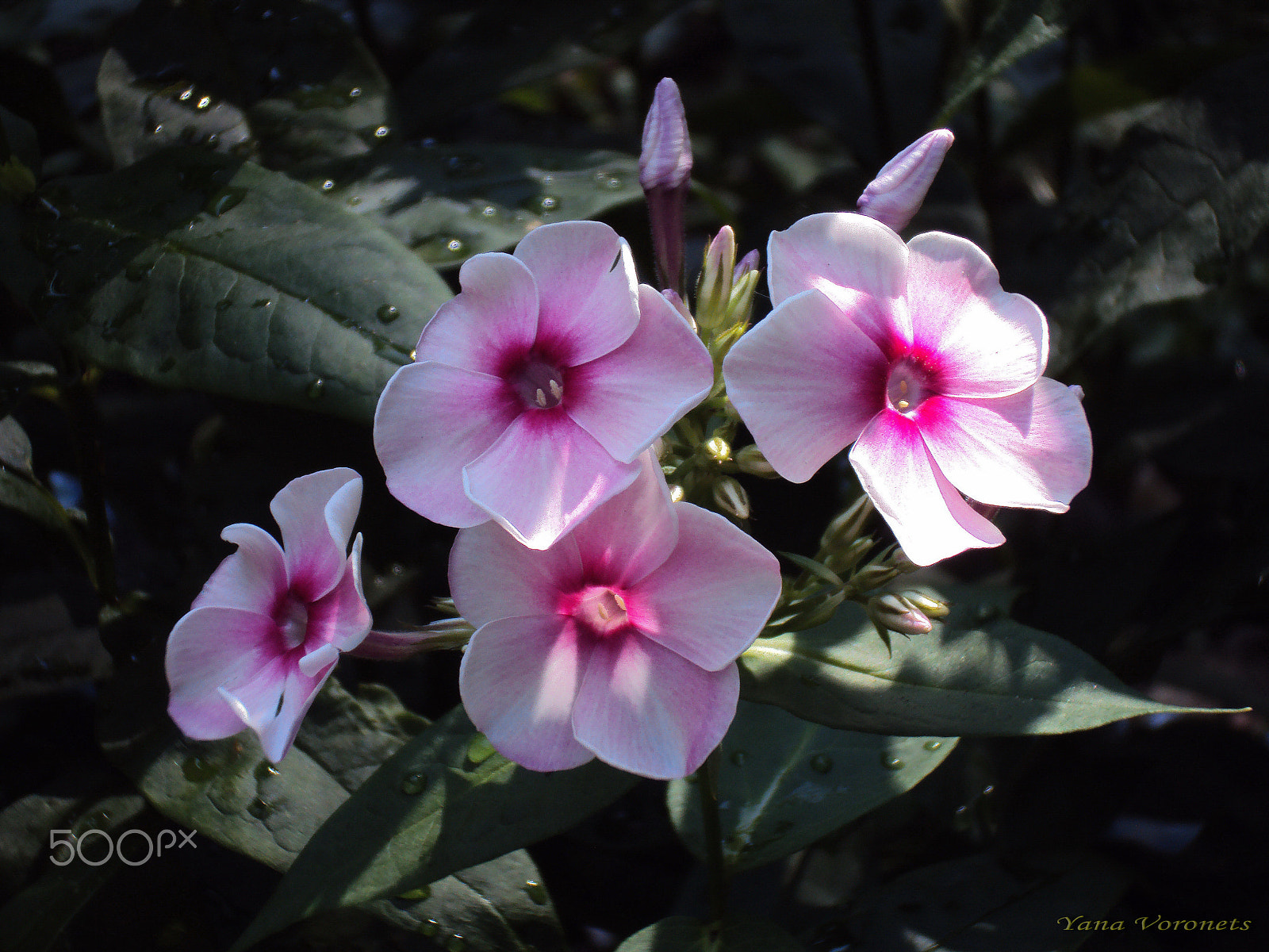 Sony DSC-W190 sample photo. Phlox photography