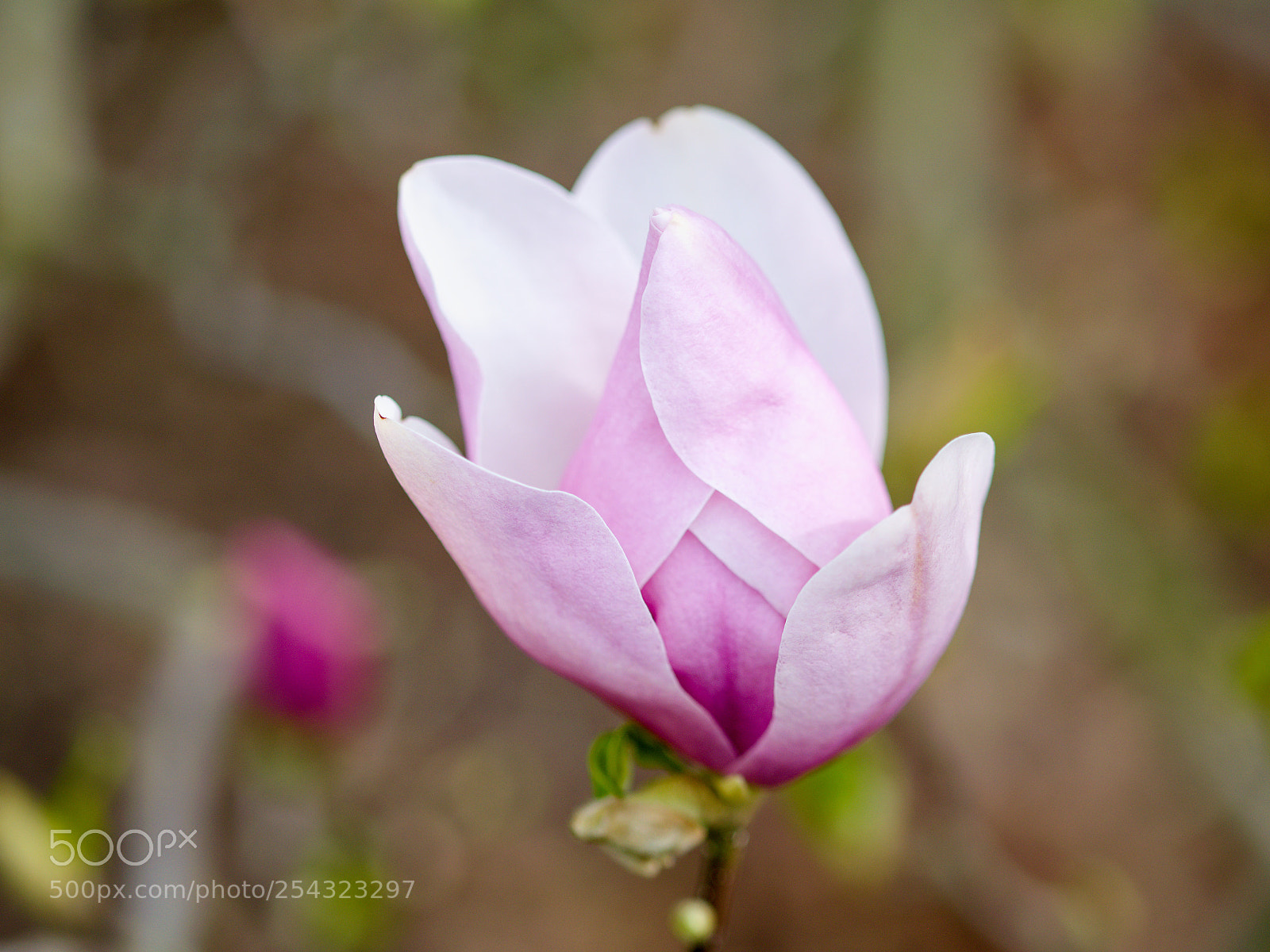 Nikon D3300 sample photo. Magnolia photography