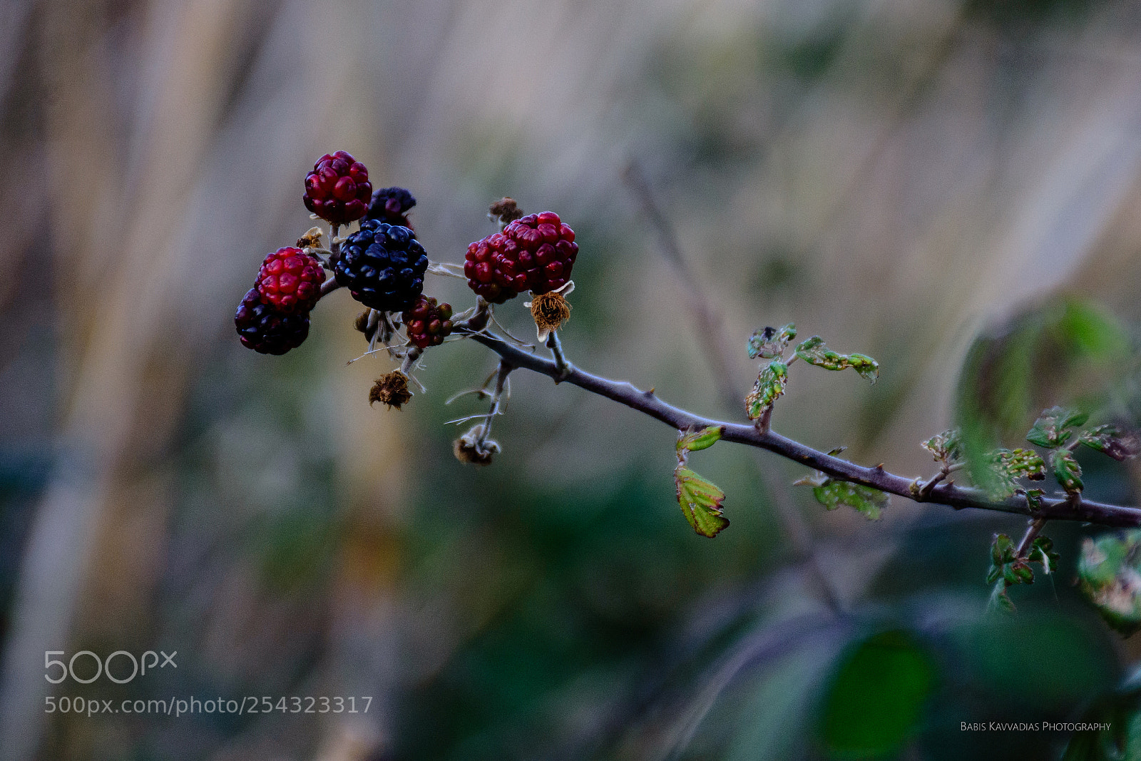 Nikon D7200 sample photo. Berries, alyki, egio photography