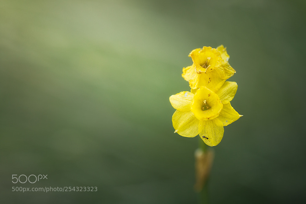 Canon EOS 70D sample photo. Narciso photography