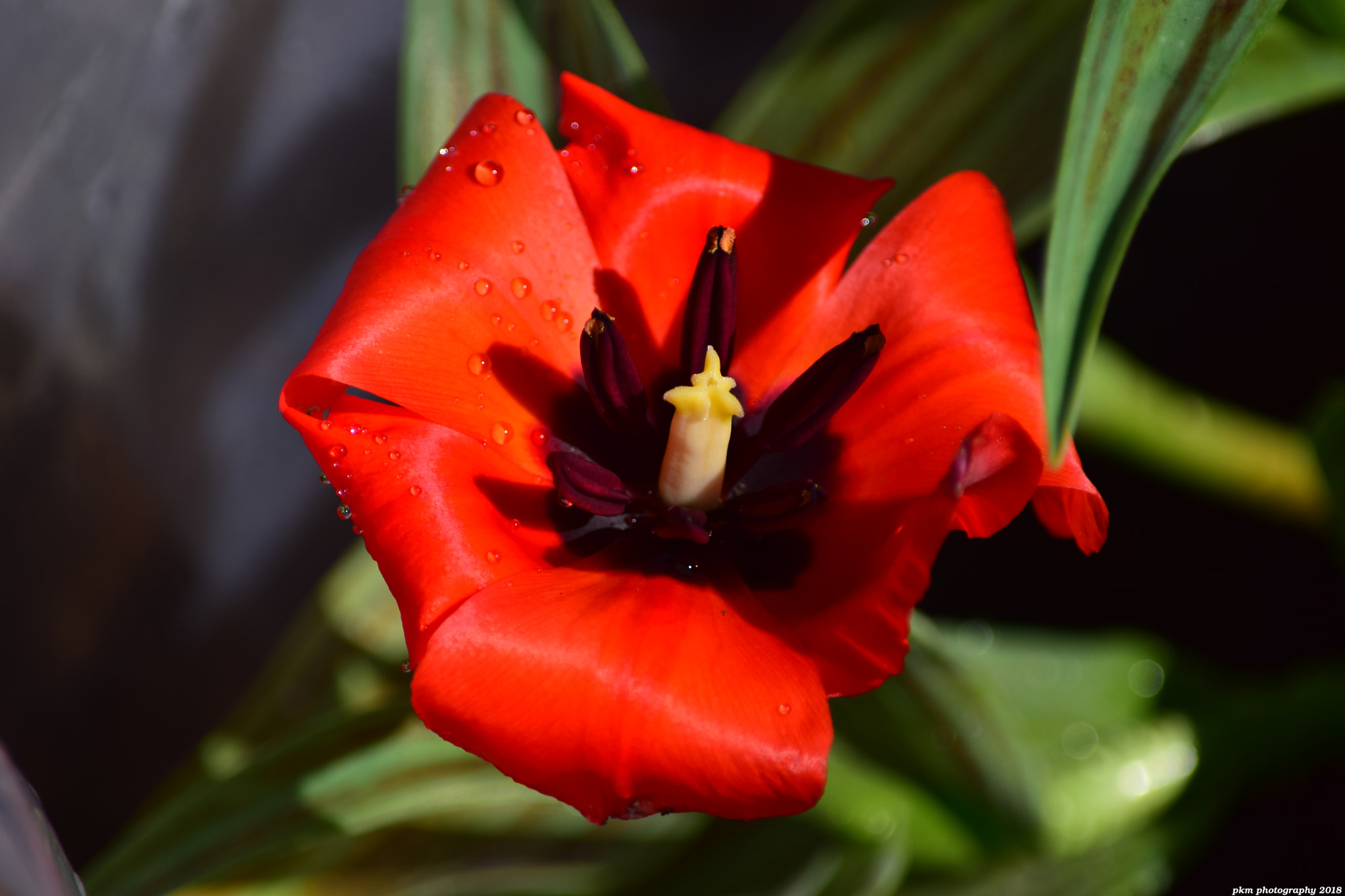 Nikon D3300 sample photo. Tulip 'red riding hood' photography