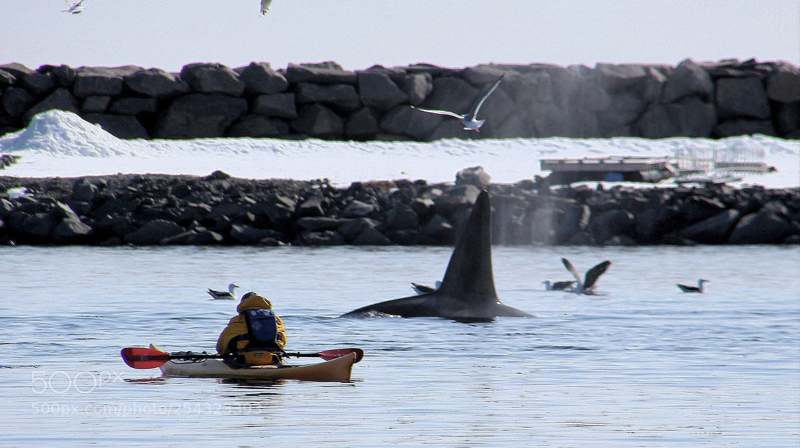 Canon EOS 700D (EOS Rebel T5i / EOS Kiss X7i) sample photo. Kayaking with orcas photography