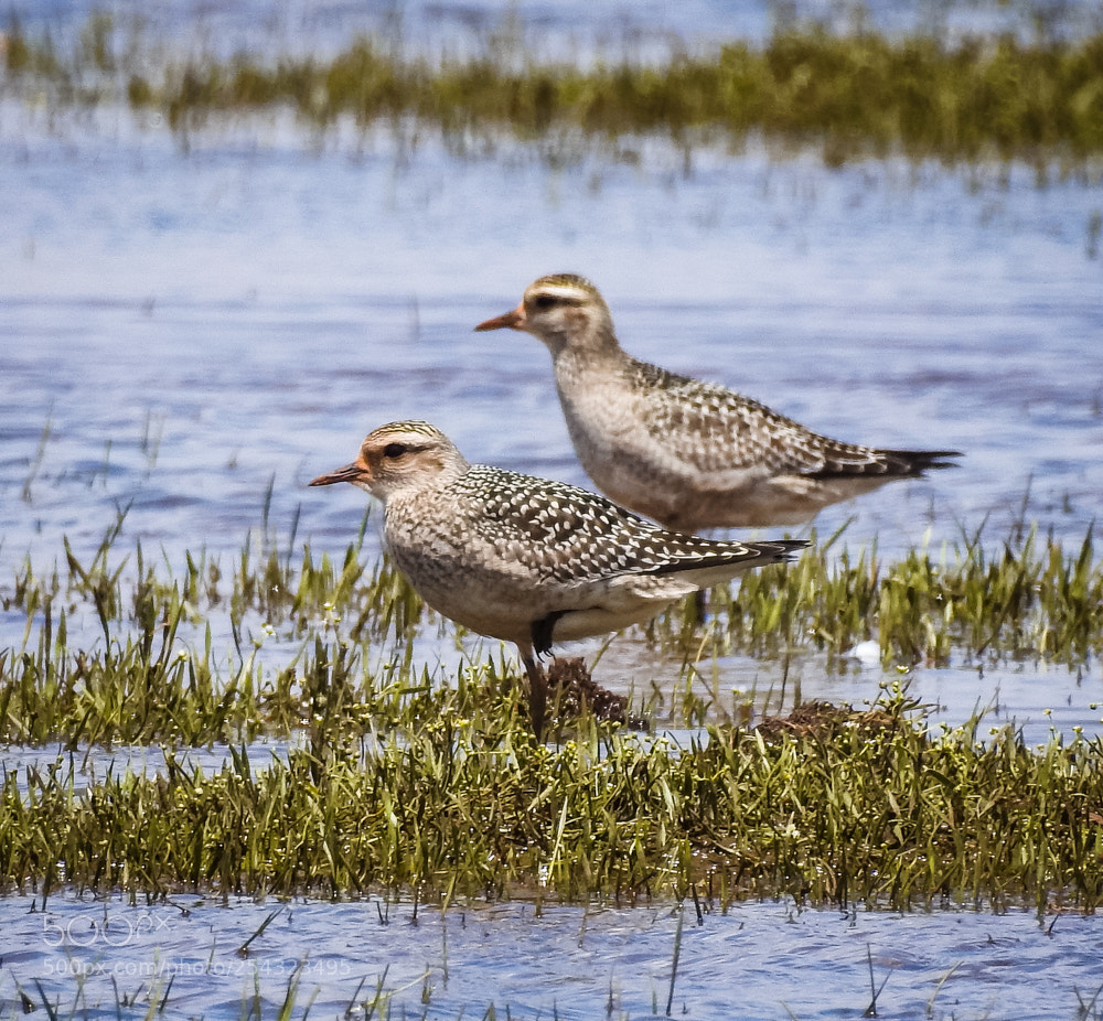 Nikon Coolpix P900 sample photo. American golden-plover pluvialis dominica photography
