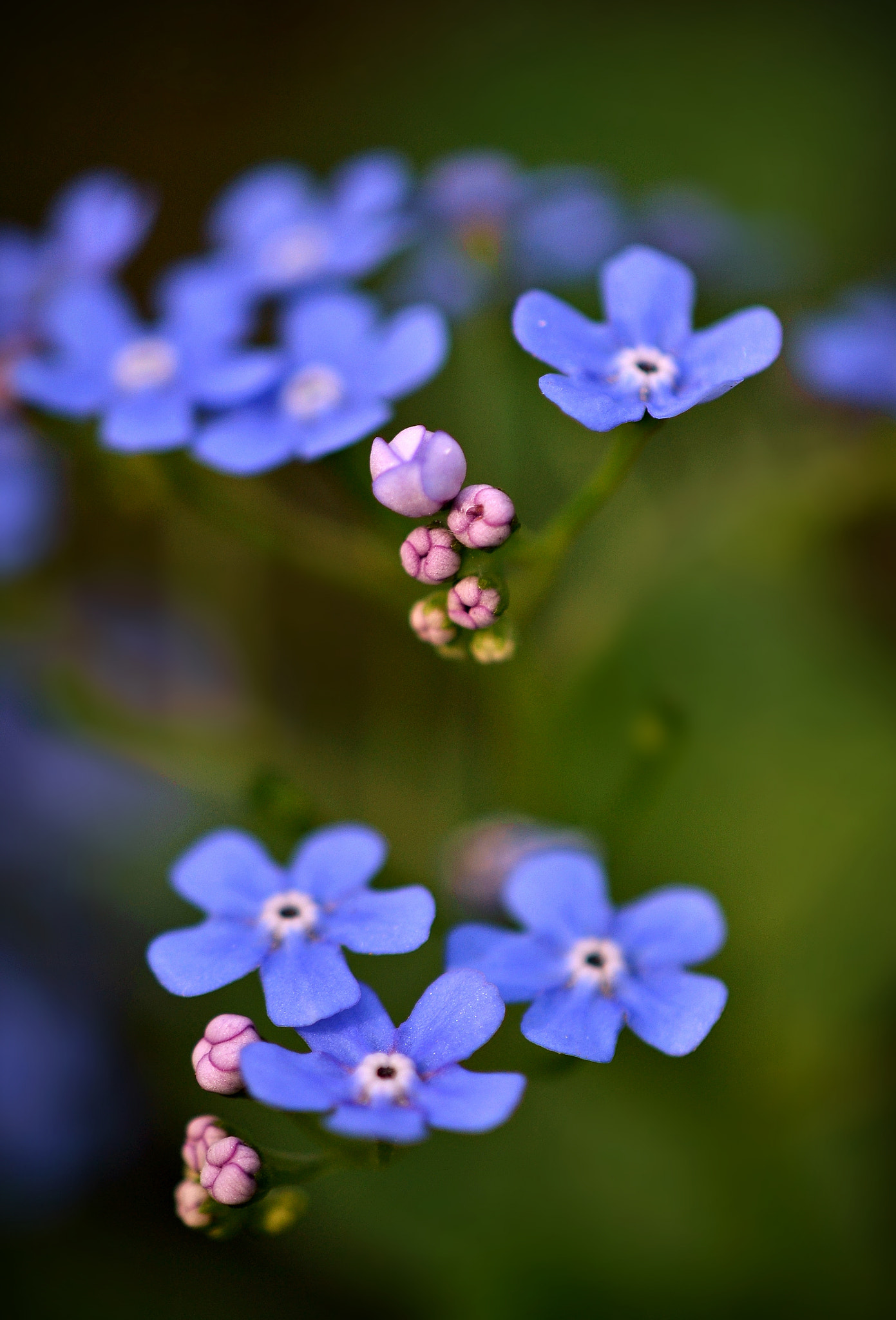 Nikon D3100 sample photo. Forget-me-not photography