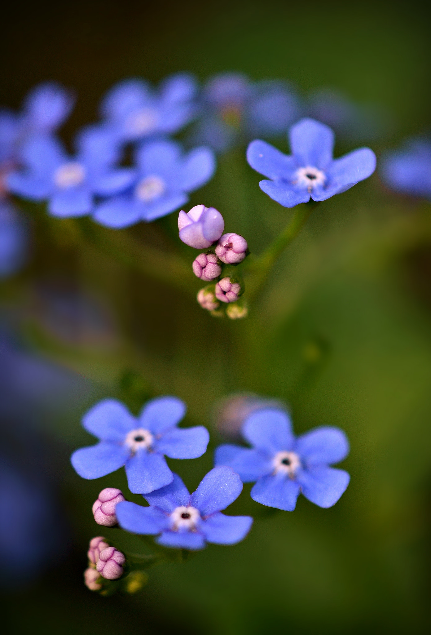 Nikon AF-S DX Micro-Nikkor 85mm F3.5G ED VR sample photo. Forget-me-not photography