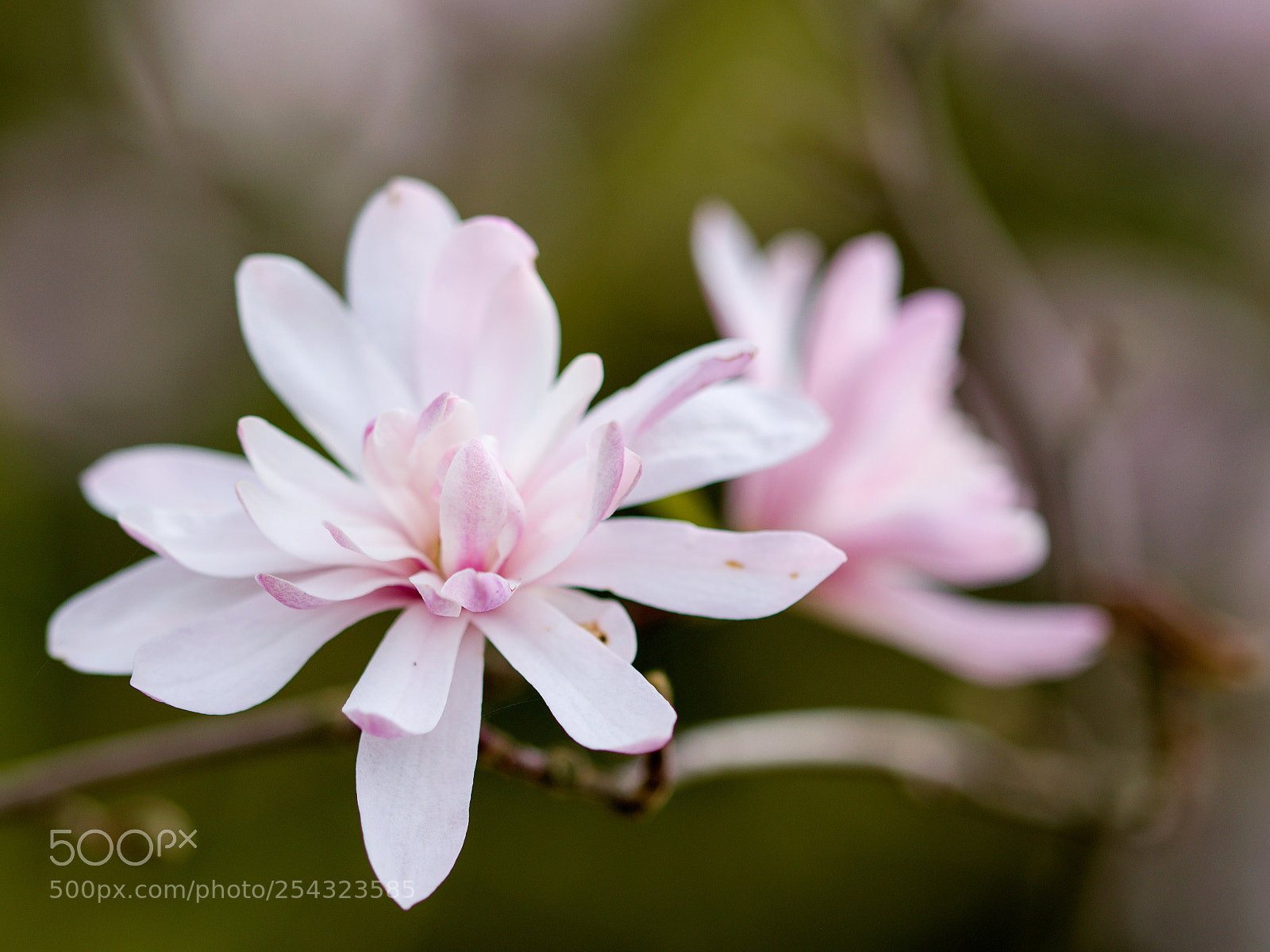 Nikon D3300 sample photo. Magnolia photography