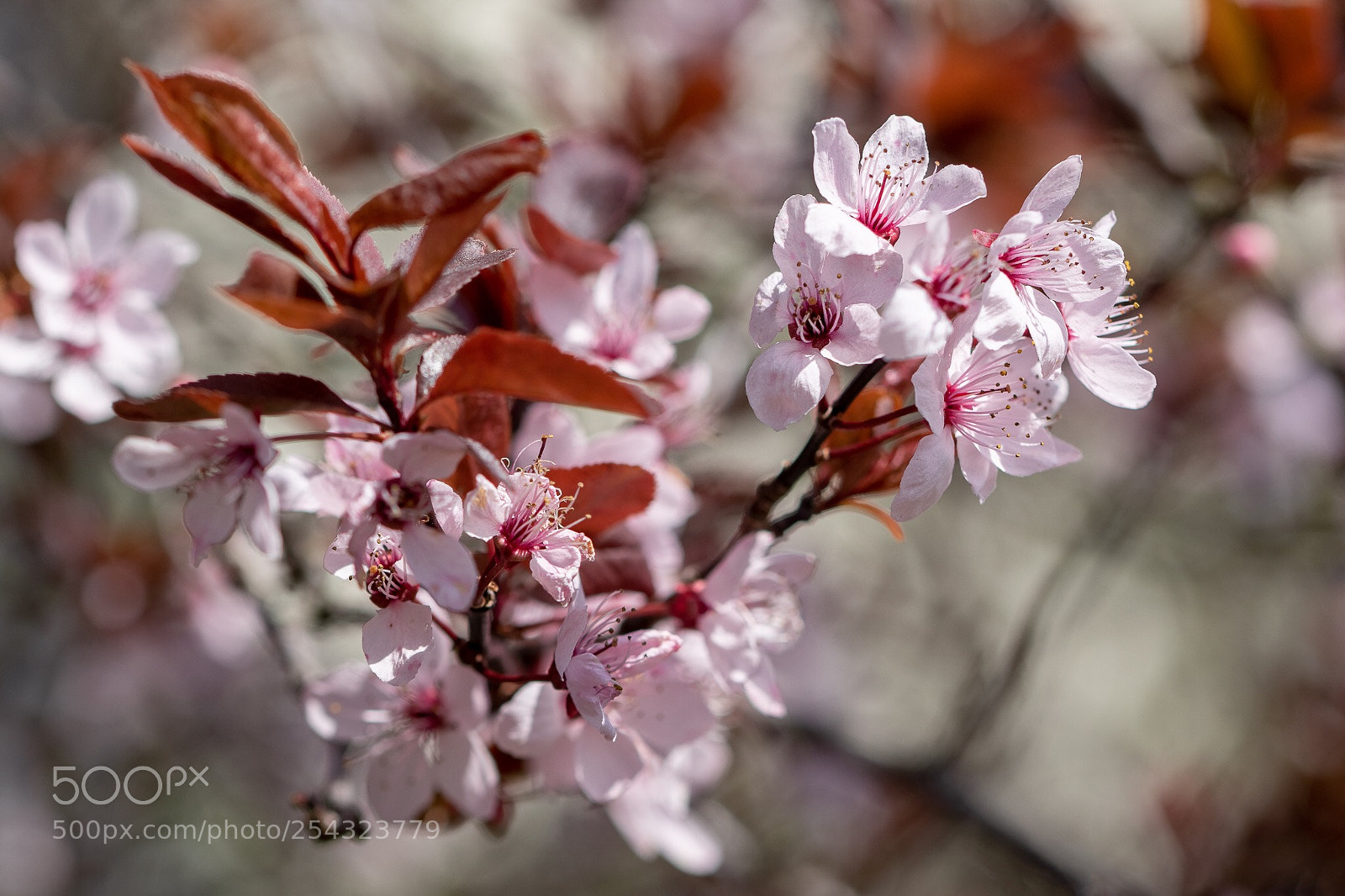 Canon EOS 7D Mark II sample photo. Untitled photography