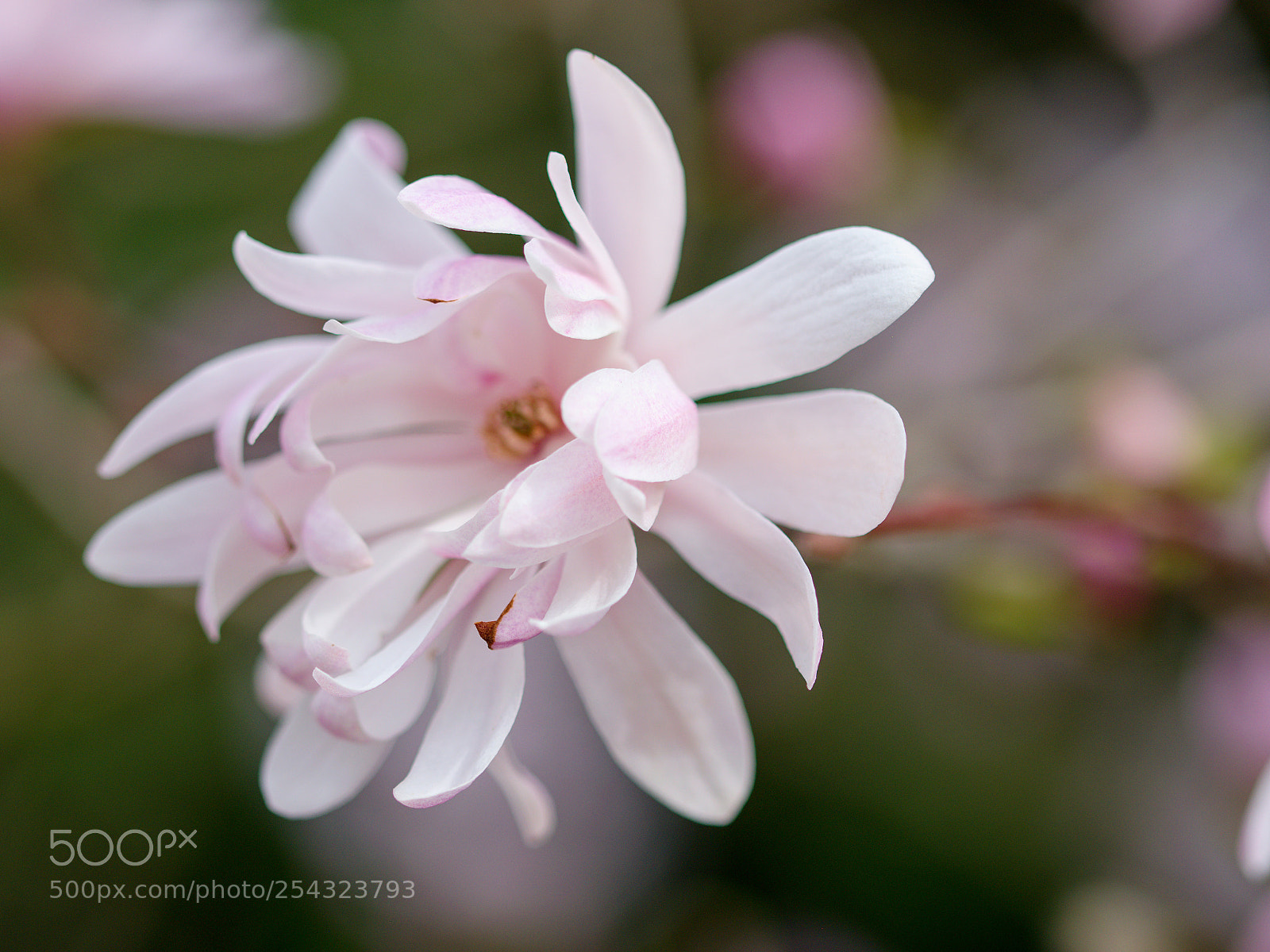 Nikon D3300 sample photo. Magnolia photography