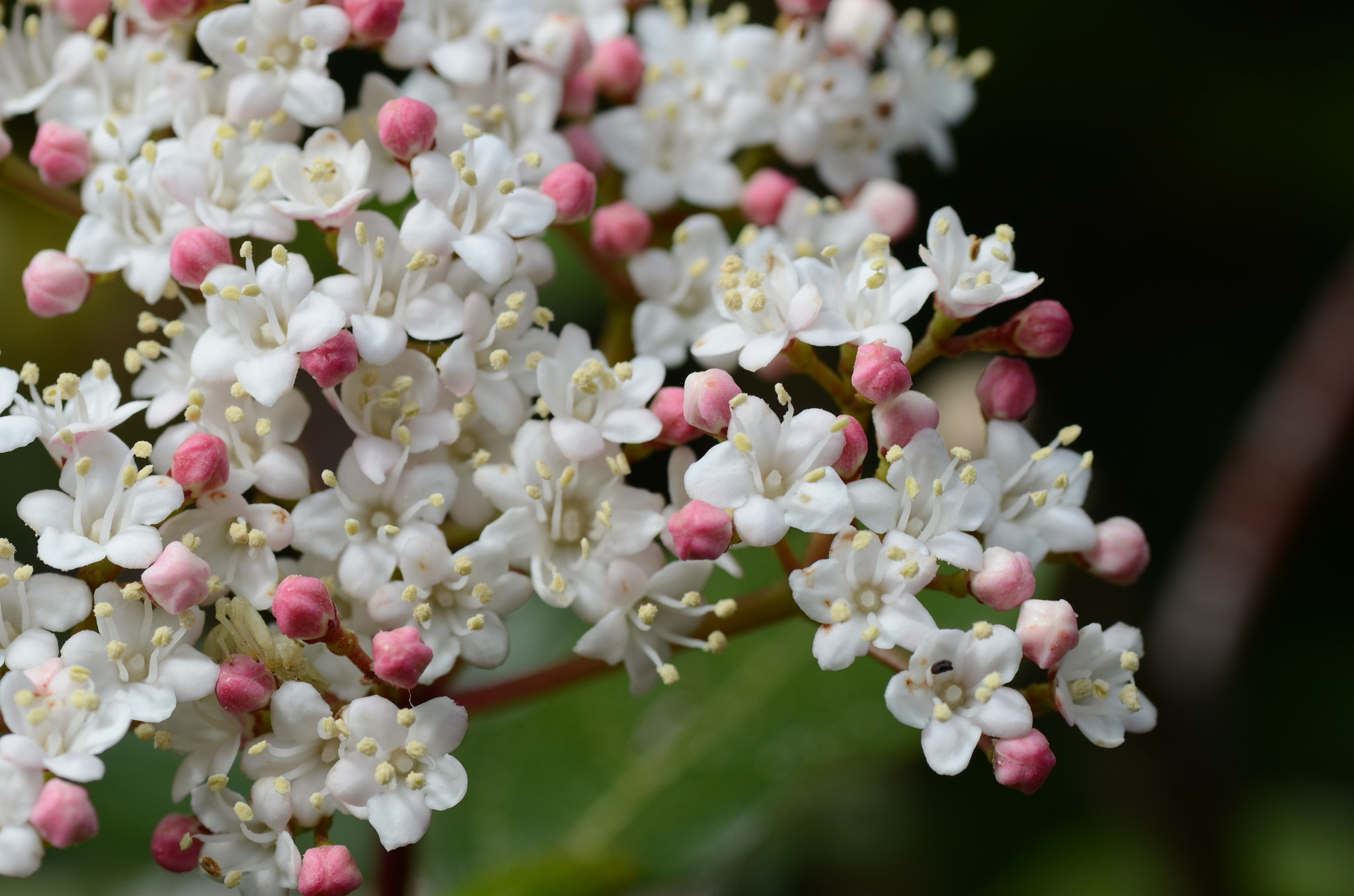 Nikon D7000 sample photo. Viburnum tinus photography