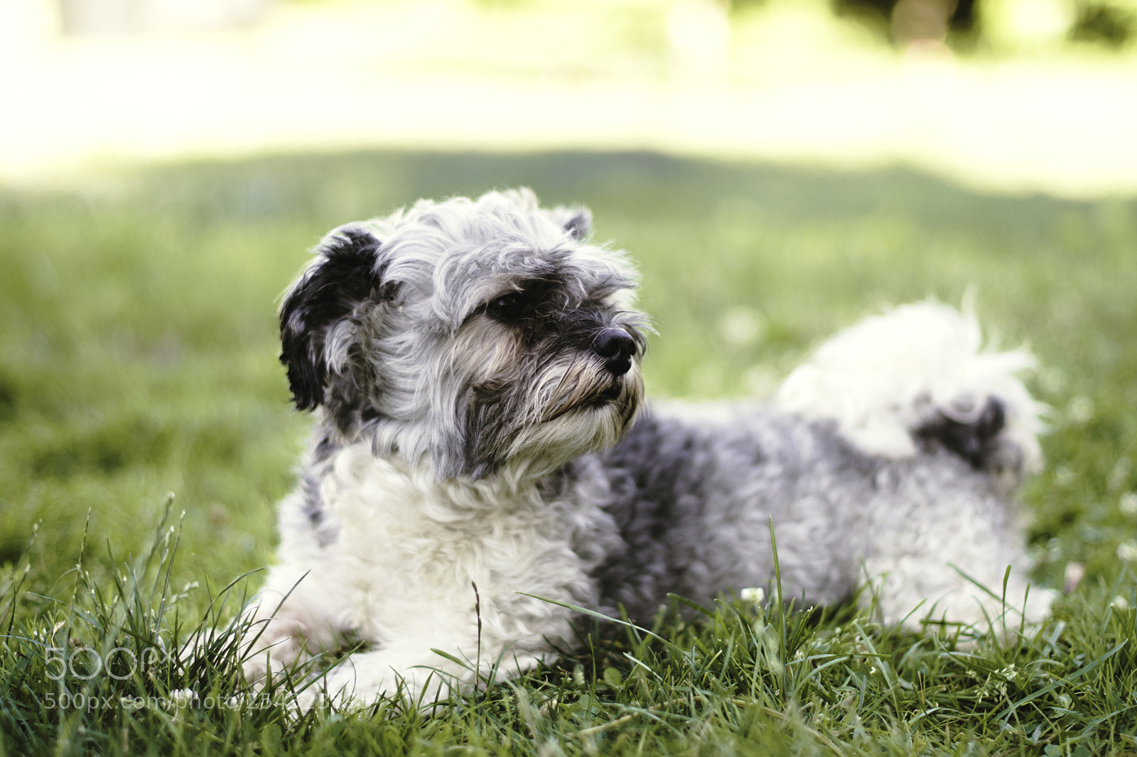 Nikon D3300 sample photo. Pup photography
