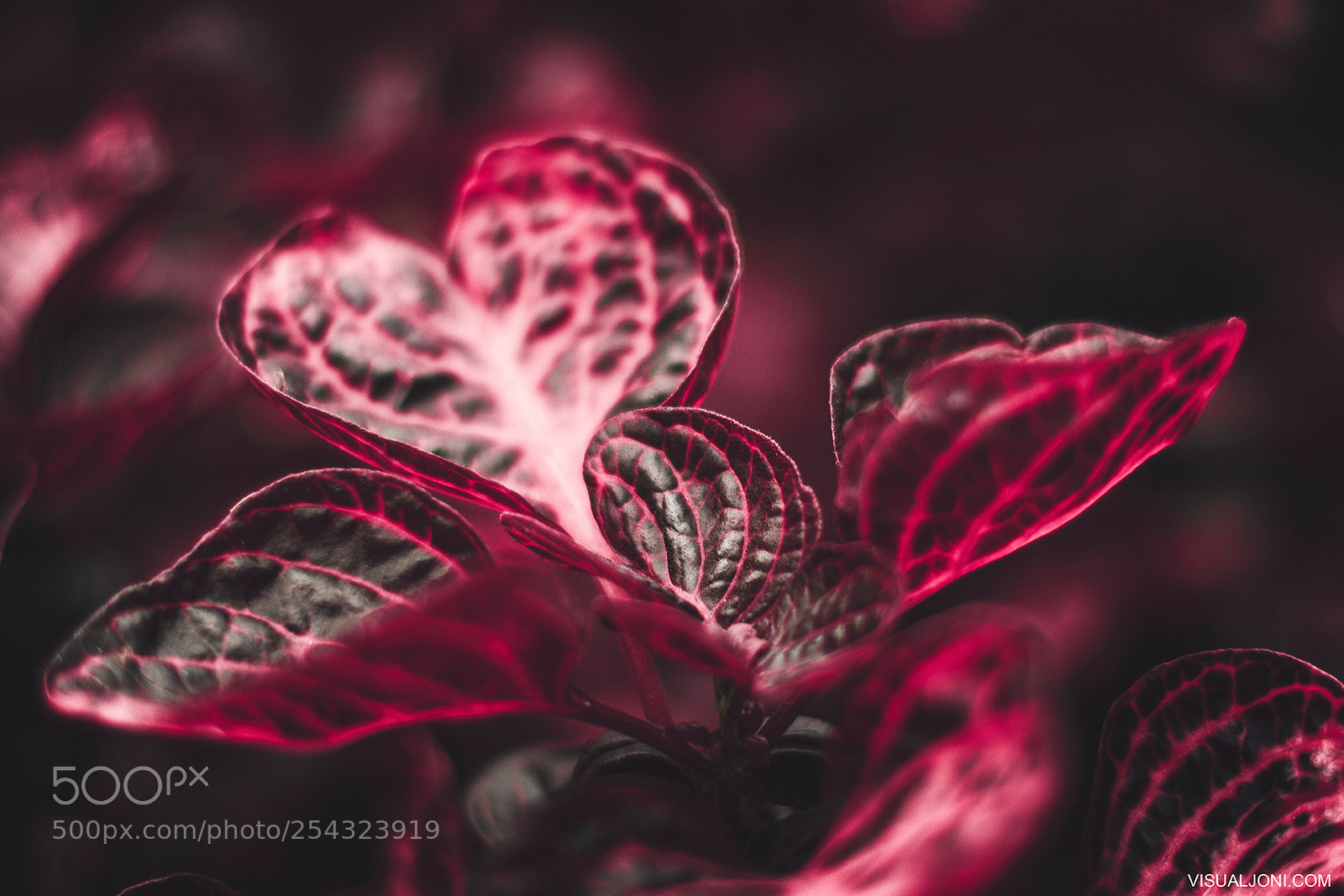 Canon EOS 7D sample photo. Bloodleaf photography