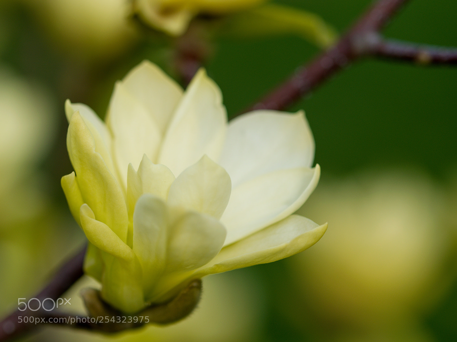 Nikon D3300 sample photo. Magnolia photography