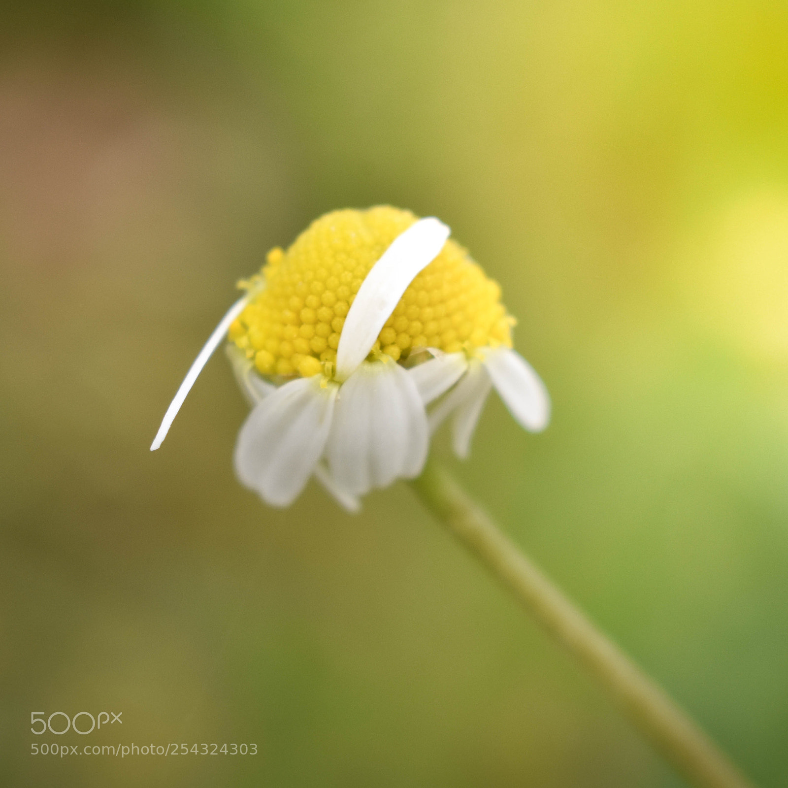 Nikon D3400 sample photo. Chamomile photography