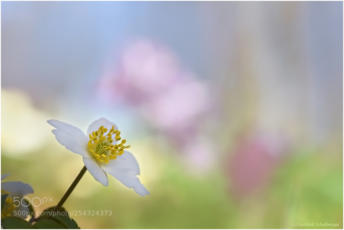 Nikon D7200 sample photo. Soft and tender photography
