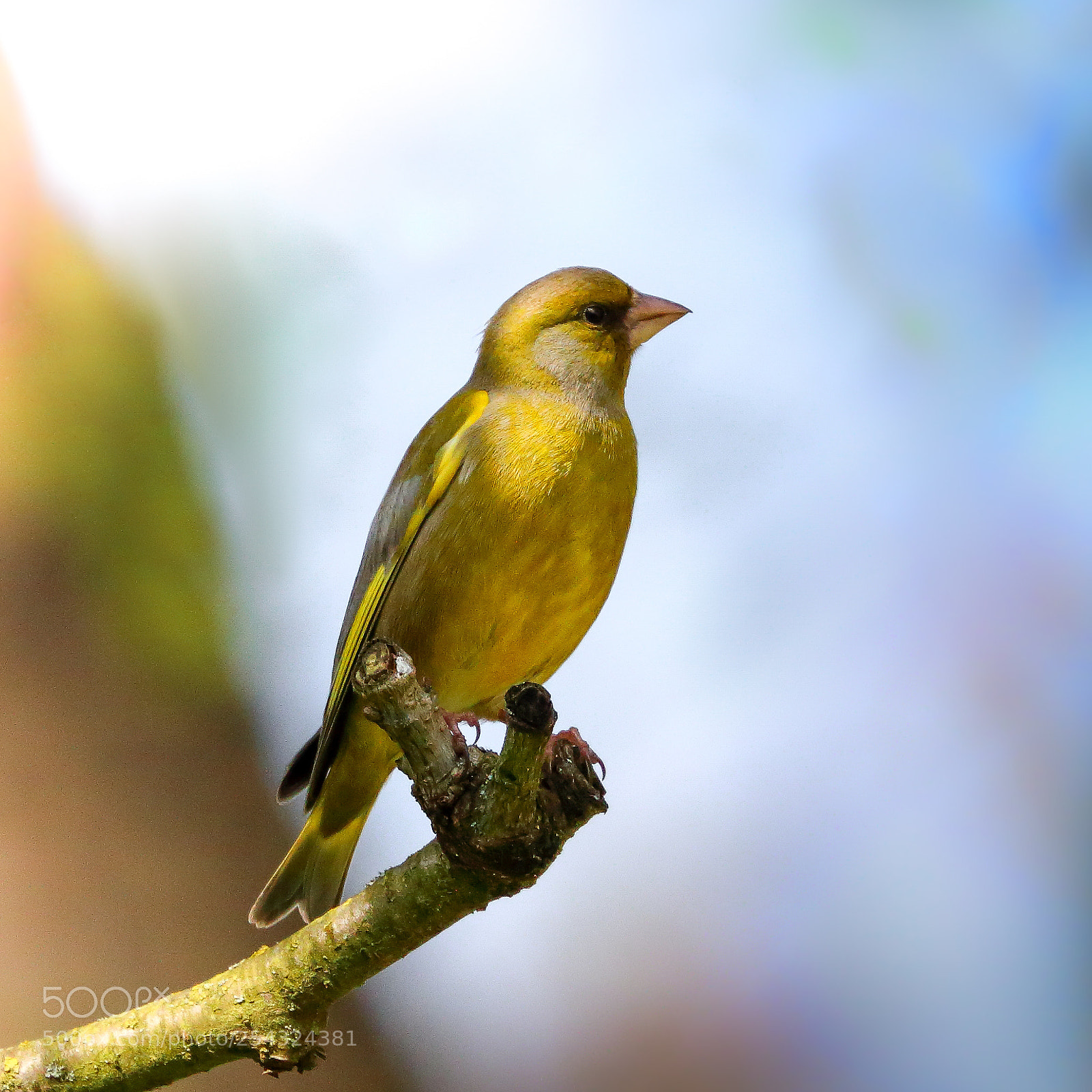 Canon EOS 70D sample photo. Green finch photography