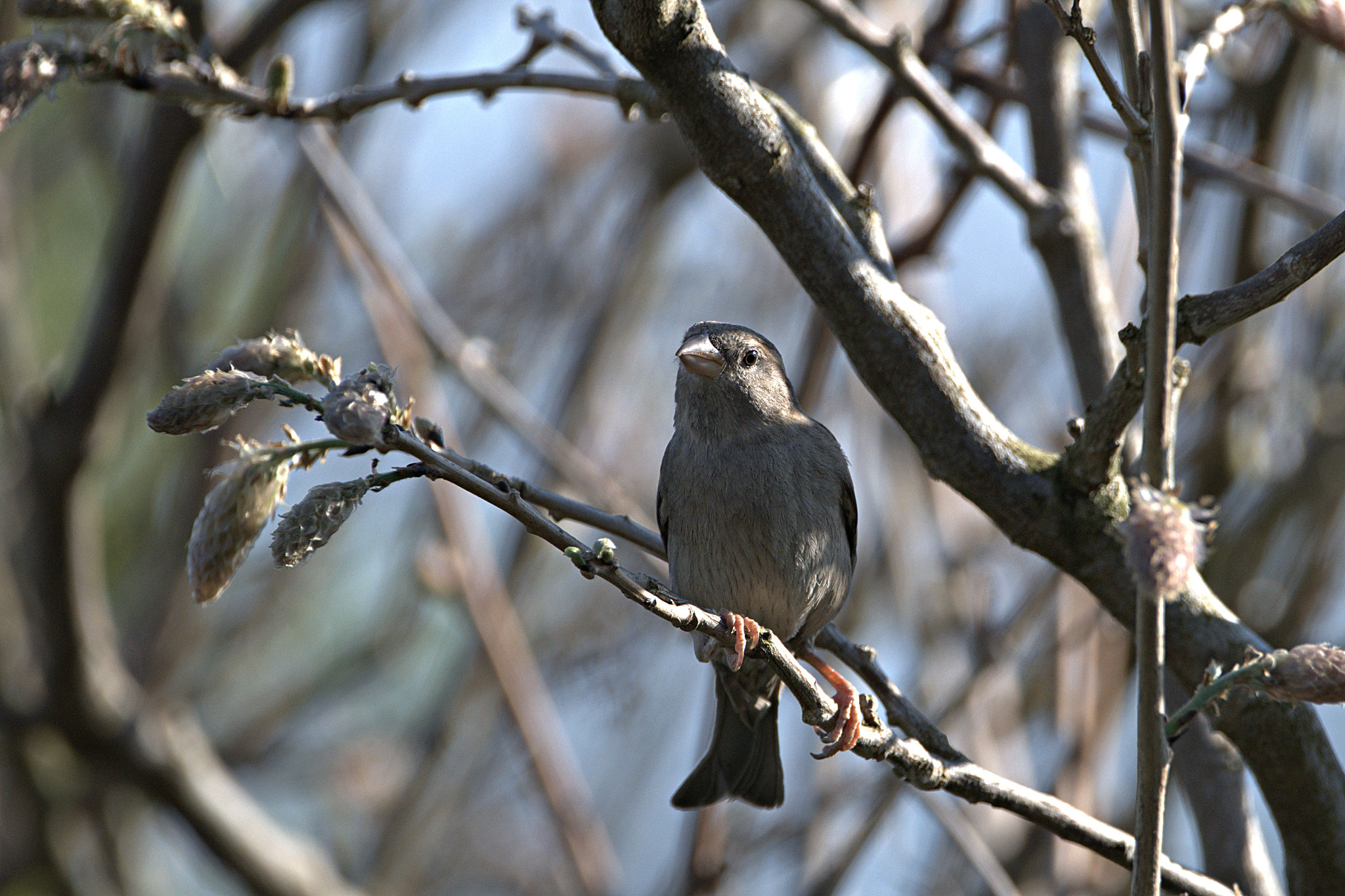 Nikon D850 + Sigma 150-600mm F5-6.3 DG OS HSM | C sample photo. Birdy photography