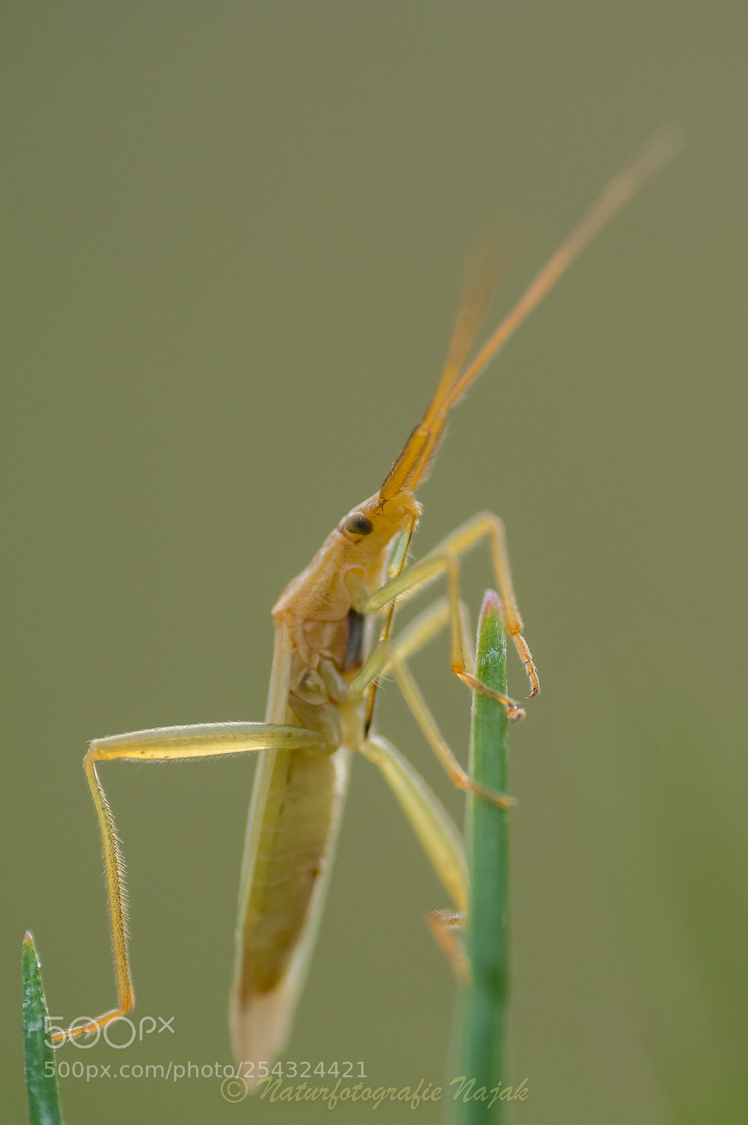 Olympus PEN-F sample photo. Little insect photography