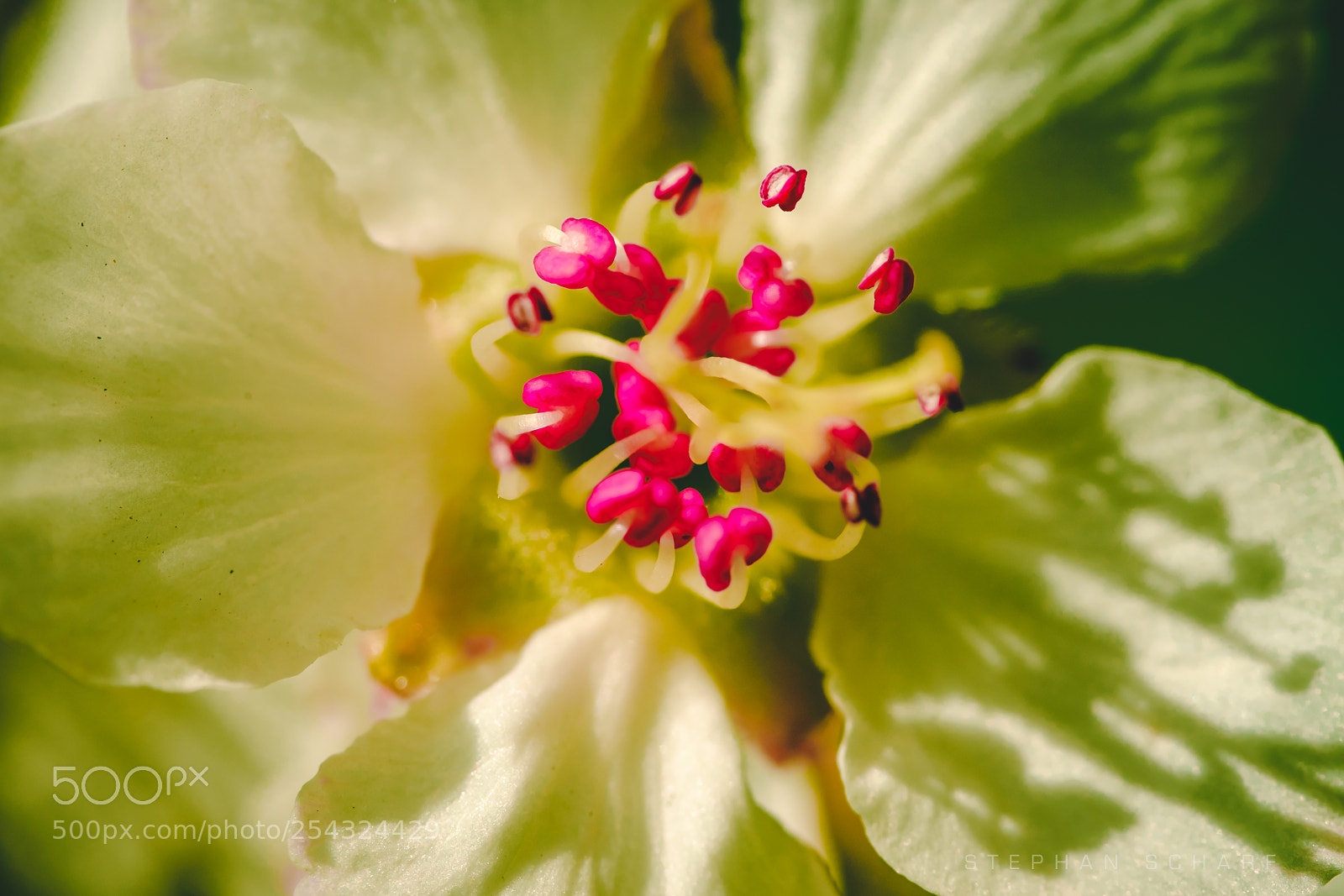 Fujifilm X-T10 sample photo. Into the flower photography
