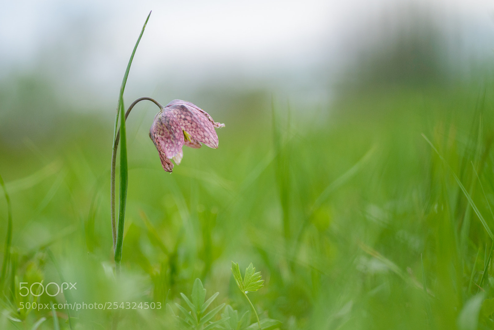 Nikon D610 sample photo. Snake's head fritillary photography