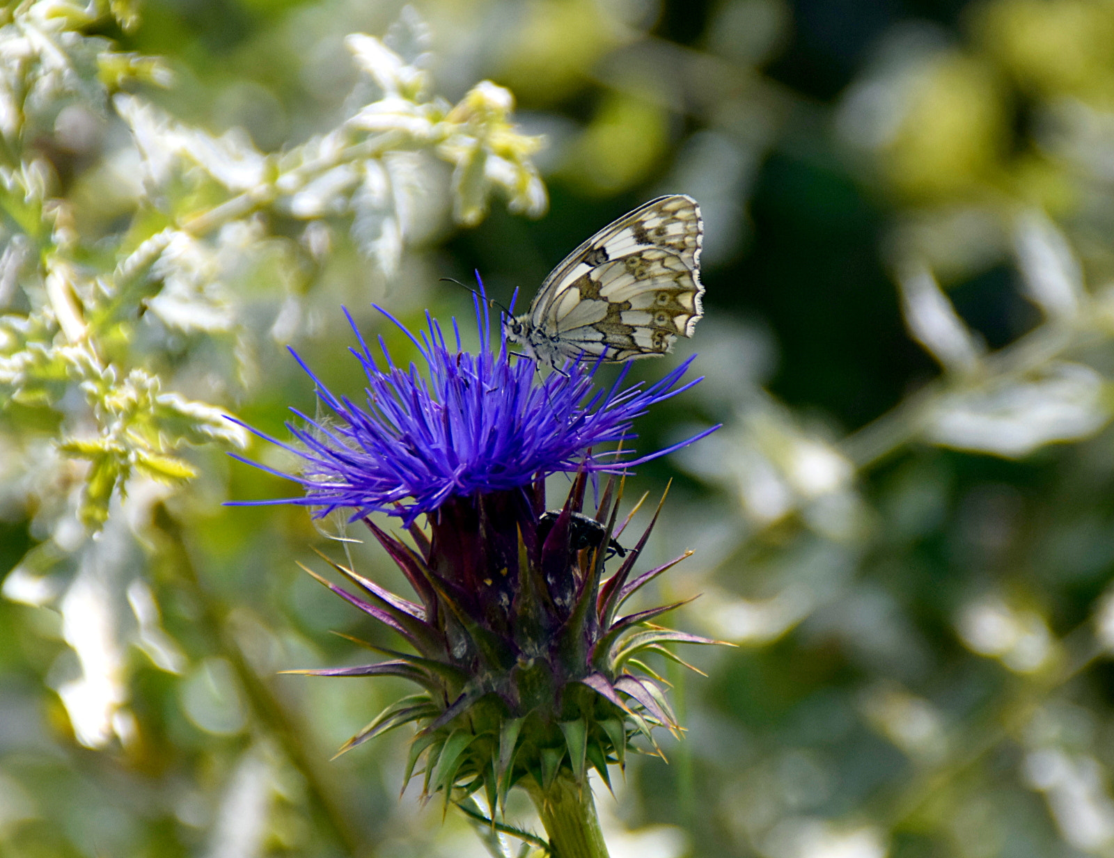 Nikon D5300 sample photo. A photography