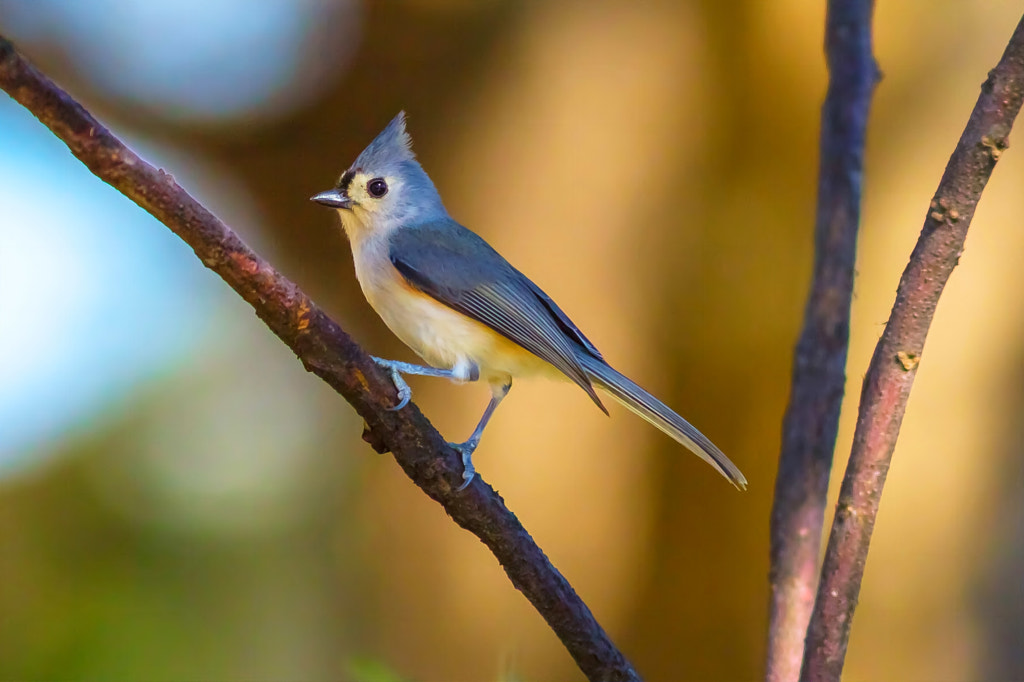 Tufted Titmouse - Birds of Georgia: Top 10 Most Common Birds Found in Georgia: A Guide for Birdwatchers