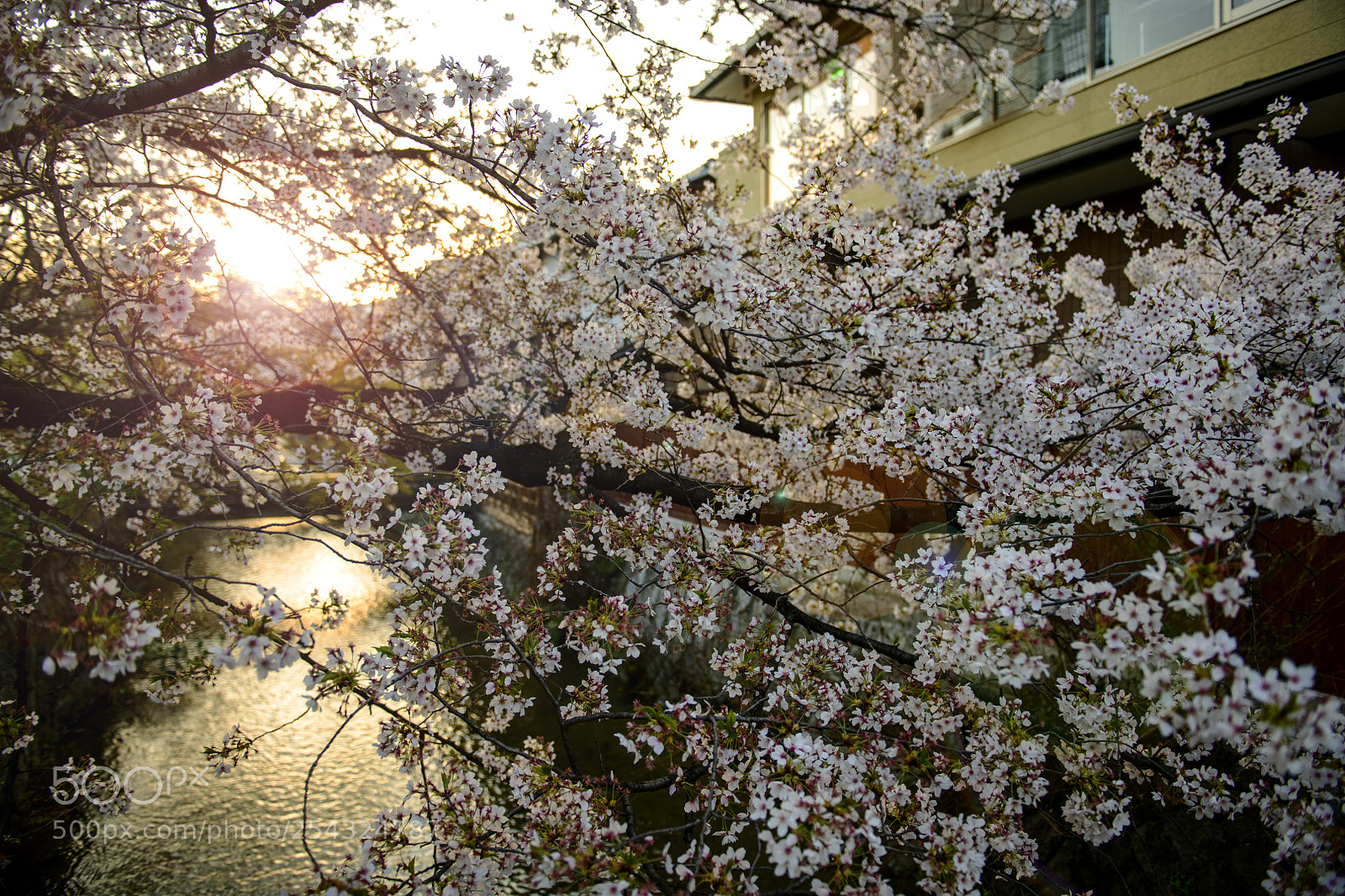Nikon D850 sample photo. Sunrise at gion kyoto (祇園, ぎおん) photography