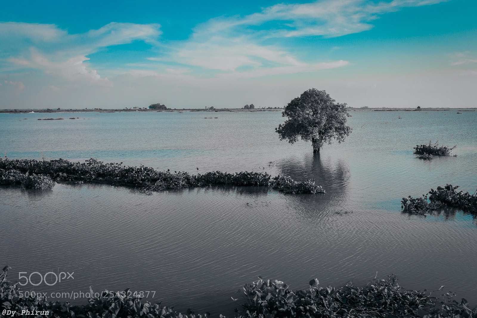 Nikon D3400 sample photo. A creative black tree photography