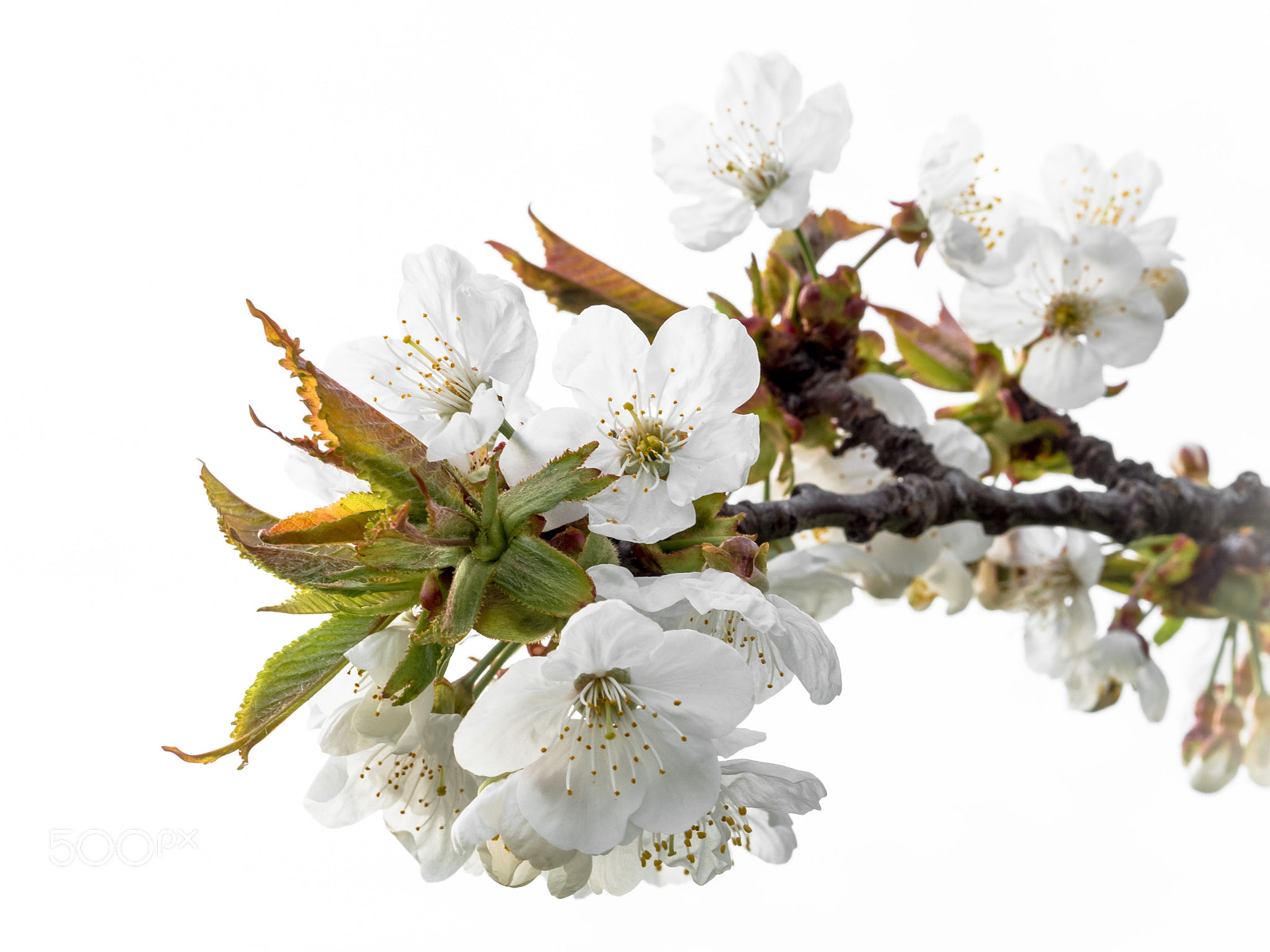 Panasonic Lumix DMC-GX8 sample photo. Cherry blossom i photography