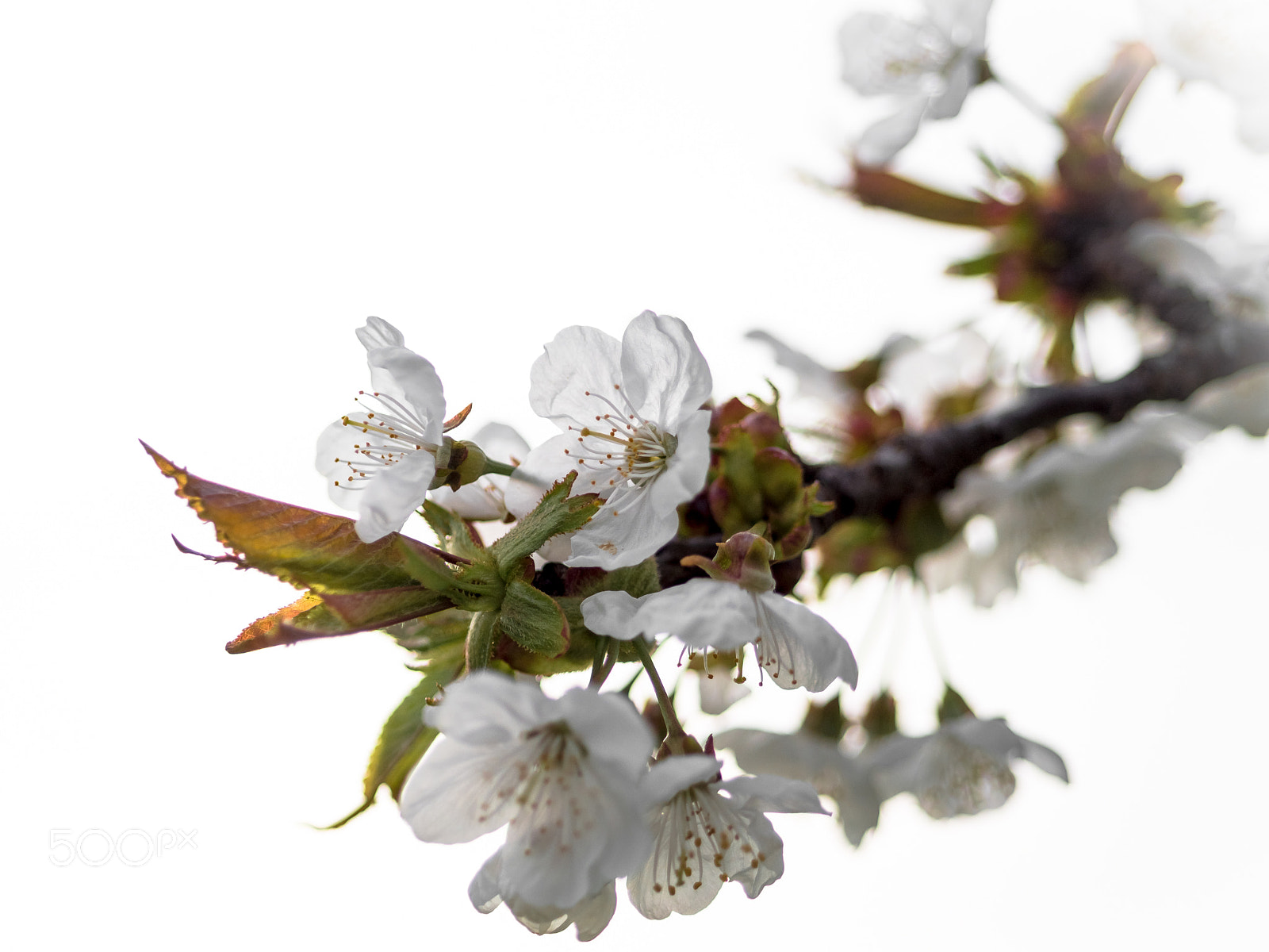 Panasonic Lumix DMC-GX8 sample photo. Cherry blossom ii photography