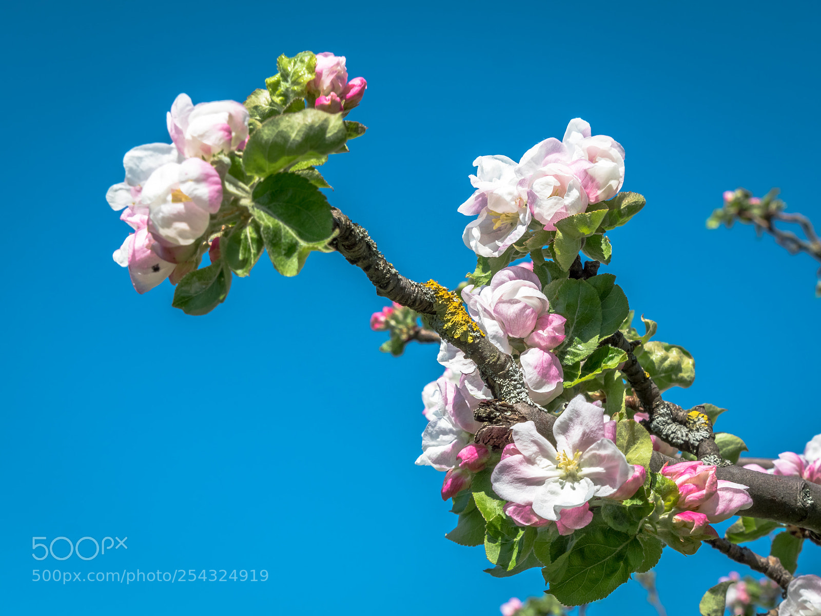 Panasonic Lumix DMC-GX8 sample photo. Apple blossom photography